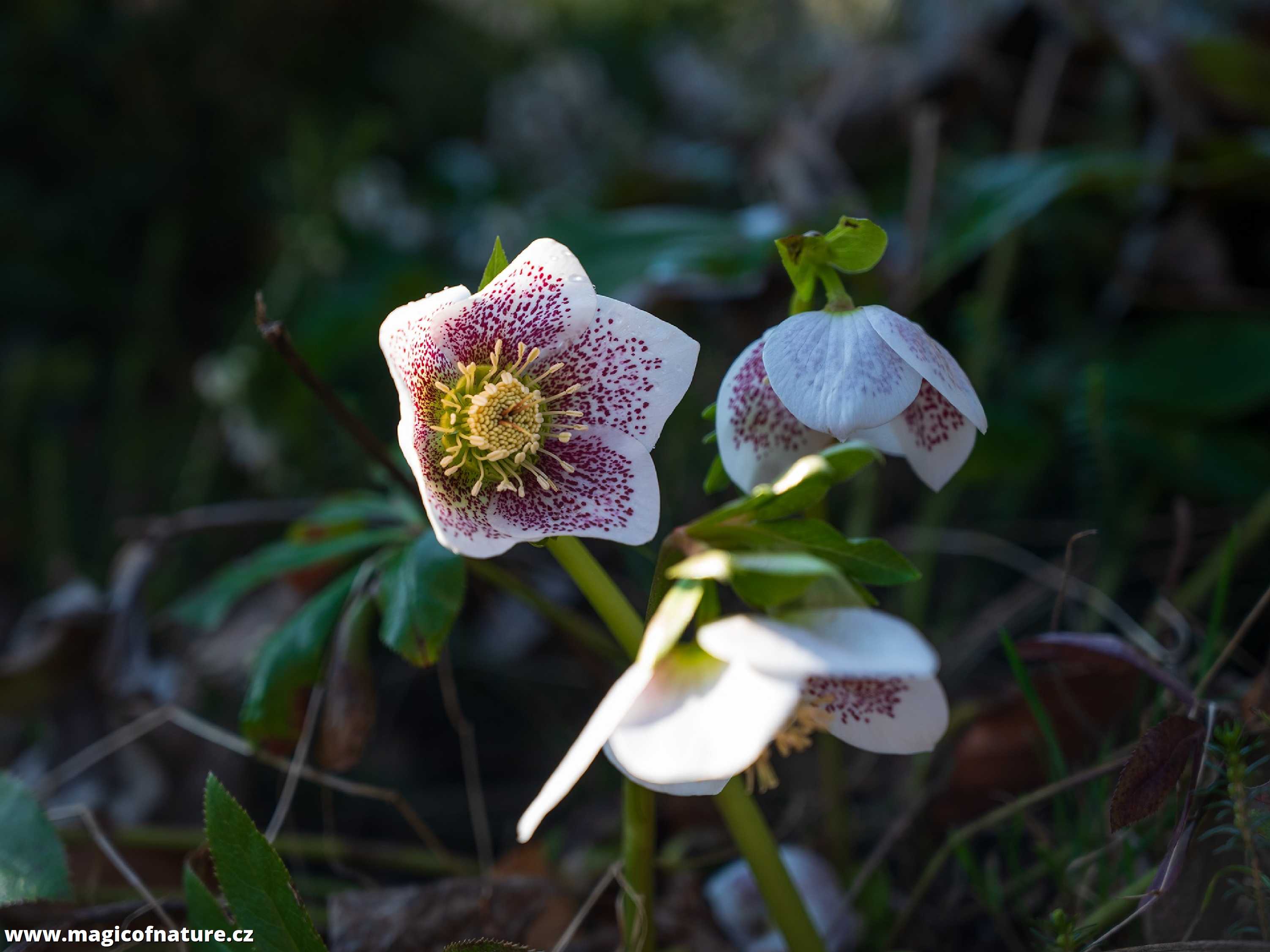Jarní zahrádka - Foto Jaroslava Jechová 0326 (9)