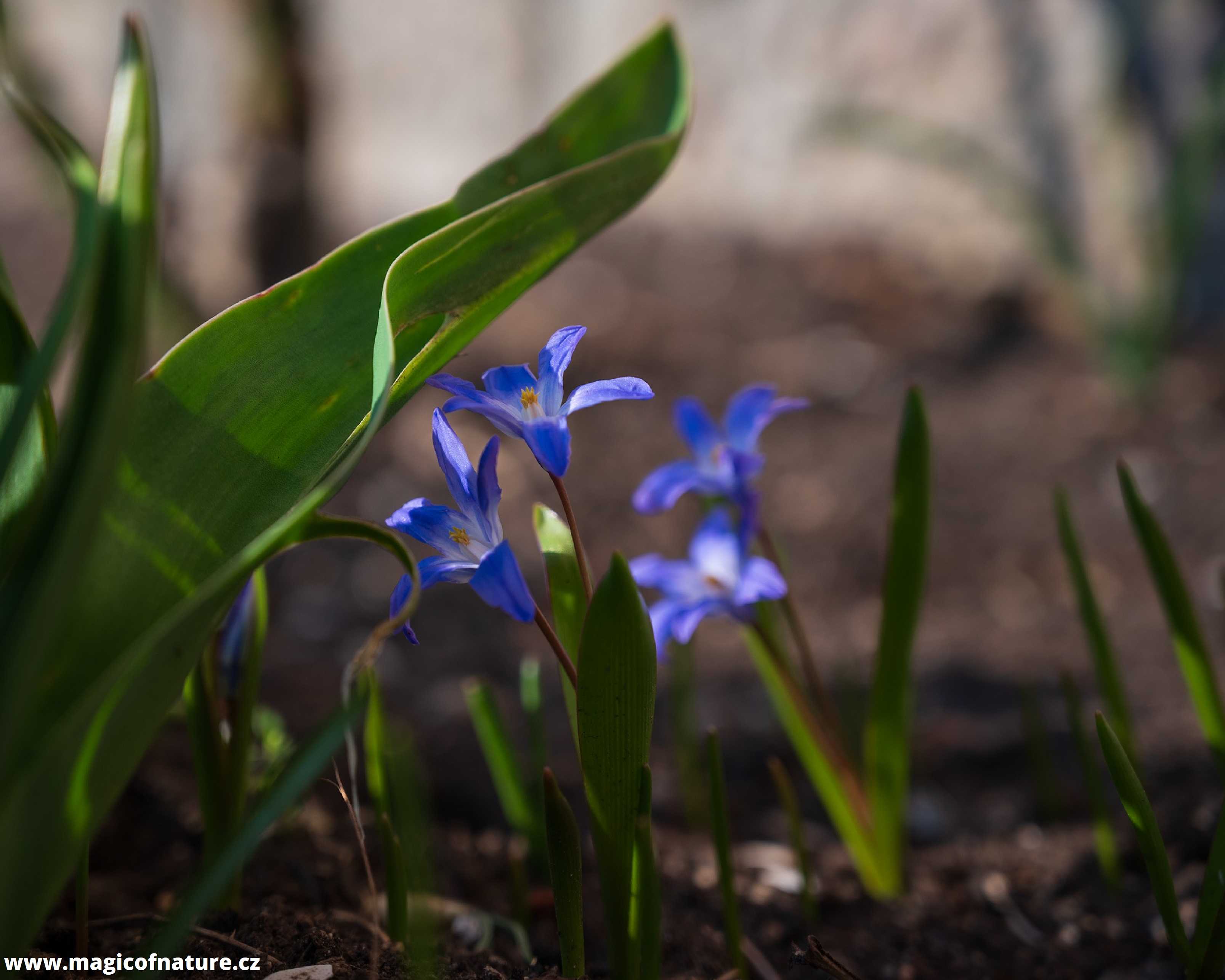 Jarní zahrádka - Foto Jaroslava Jechová 0326 (10)