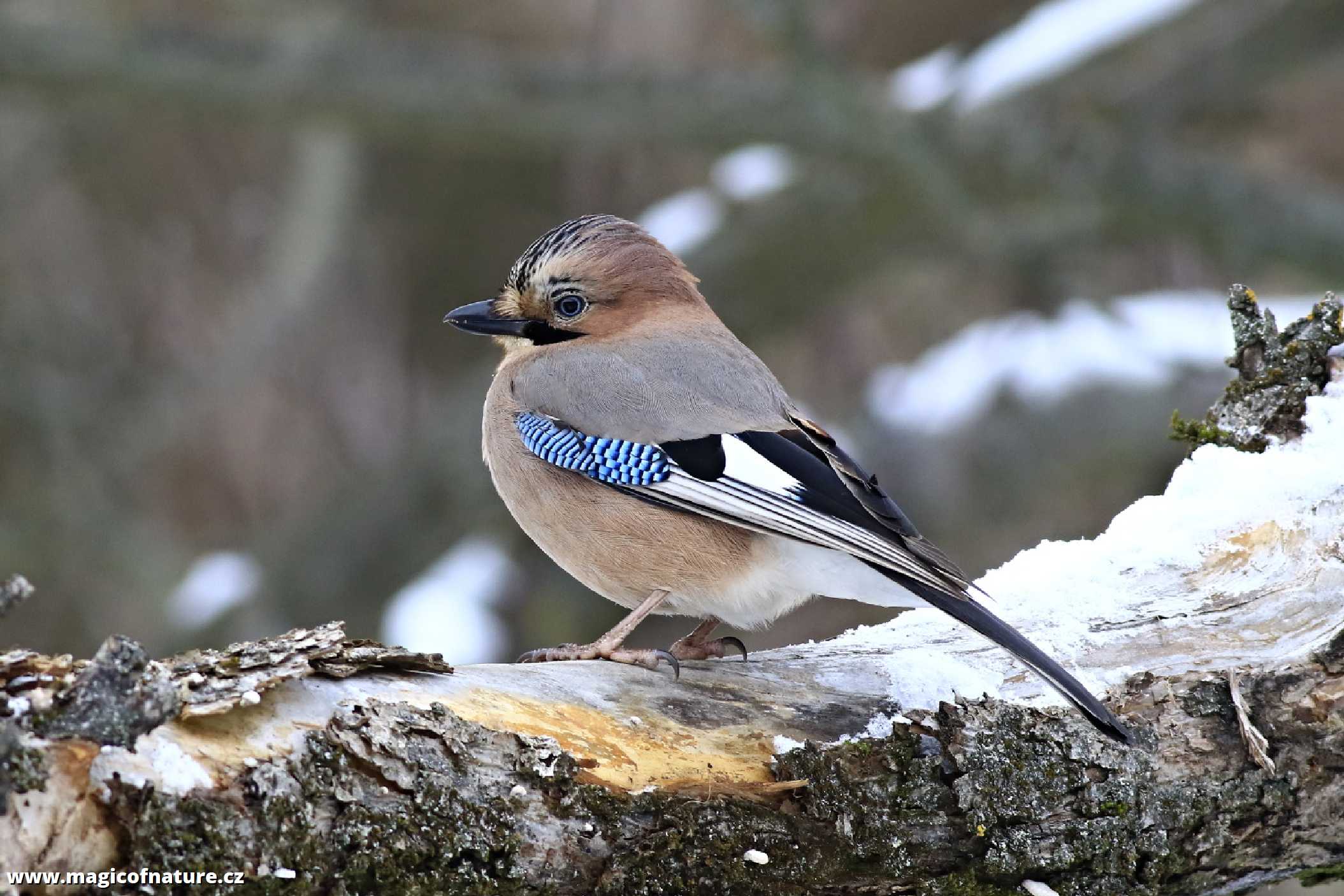 Sojka obecná - Foto Pavel Balazka 0126