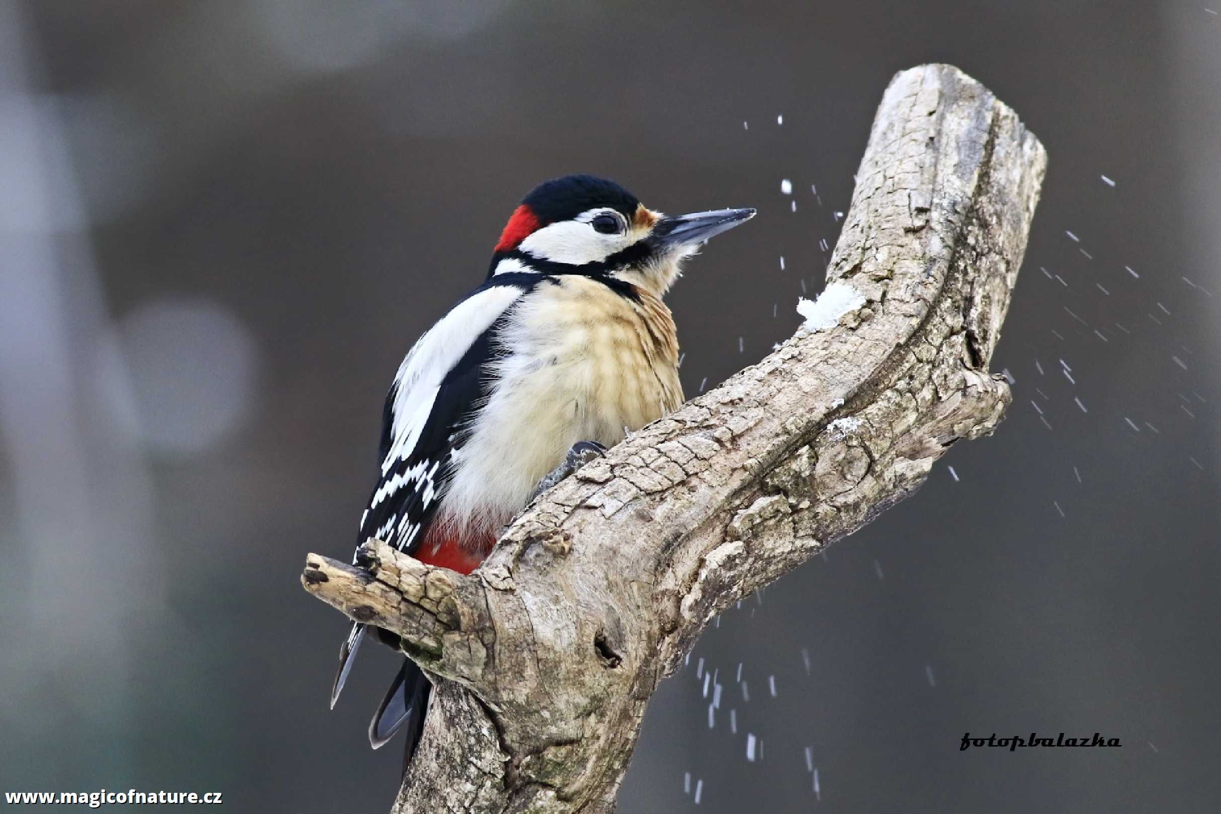 Strakapoud - Foto Pavel Balazka 0126 (1)