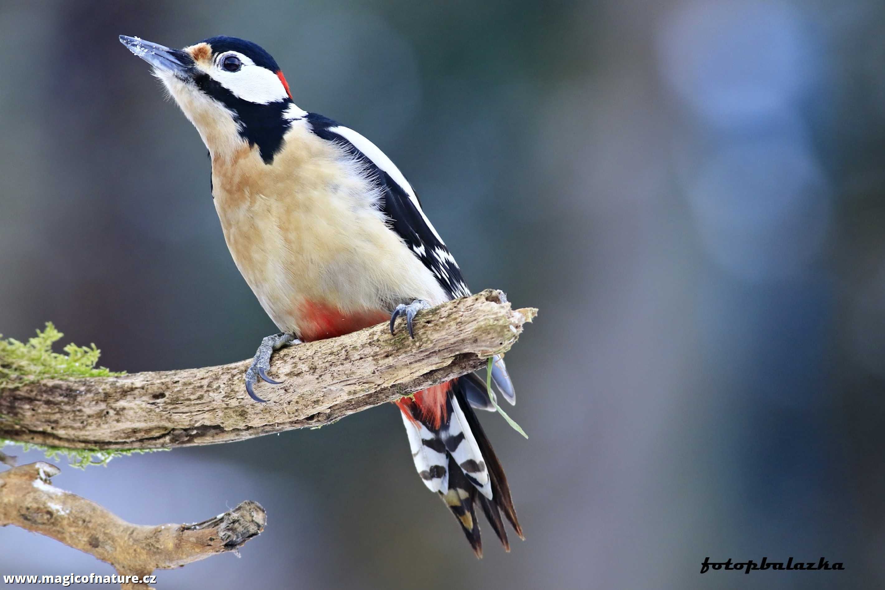 Strakapoud - Foto Pavel Balazka 0126