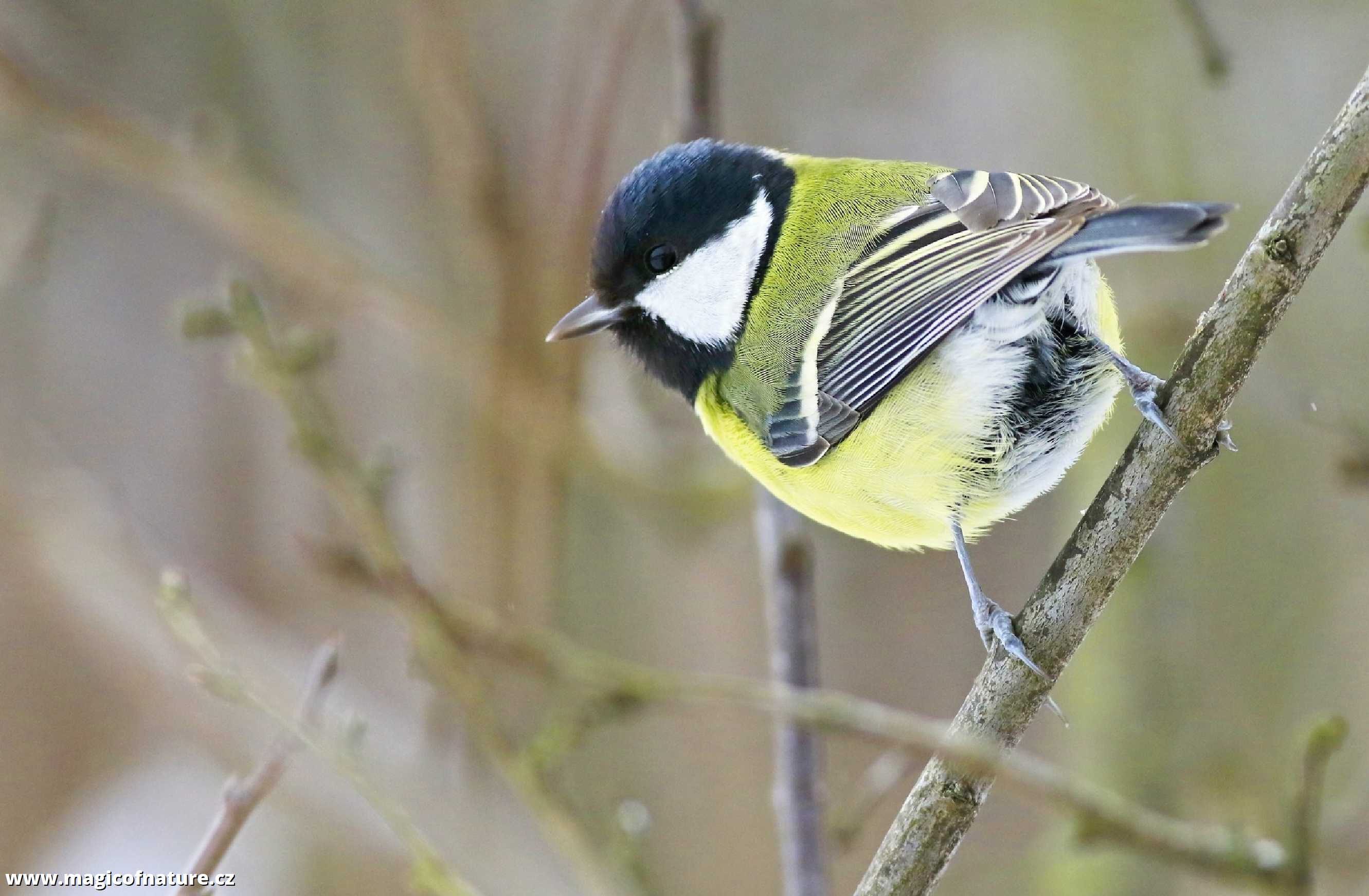 Sýkorka - Foto Pavel Balazka 0126