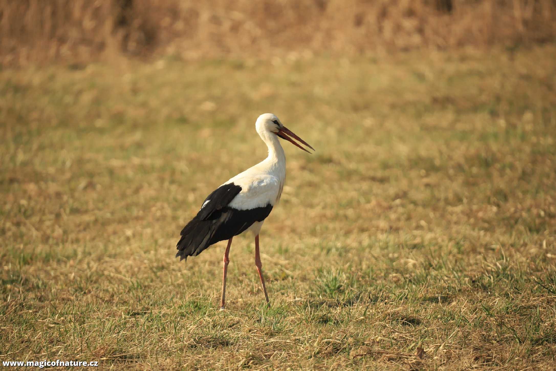 První letošní čáp u Stříteže nad Bečvou - Foto Ladislav Jonák 0326 (2)