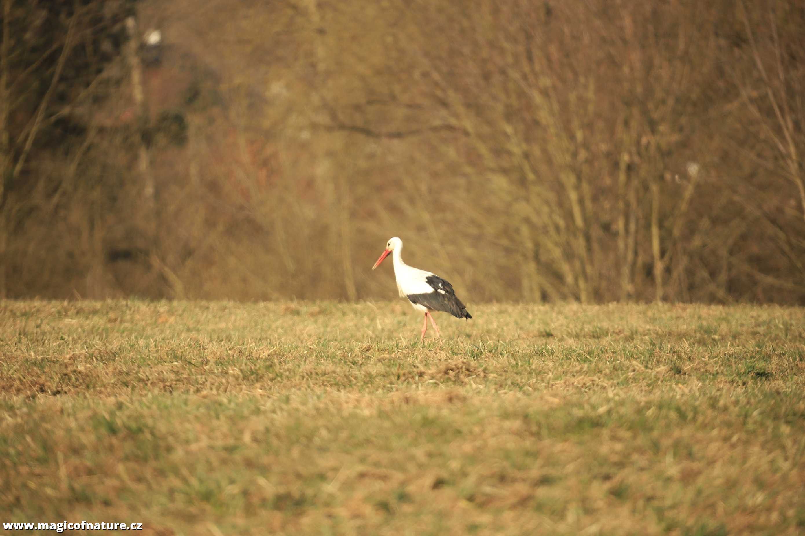 První letošní čáp u Stříteže nad Bečvou - Foto Ladislav Jonák 0326 (4)