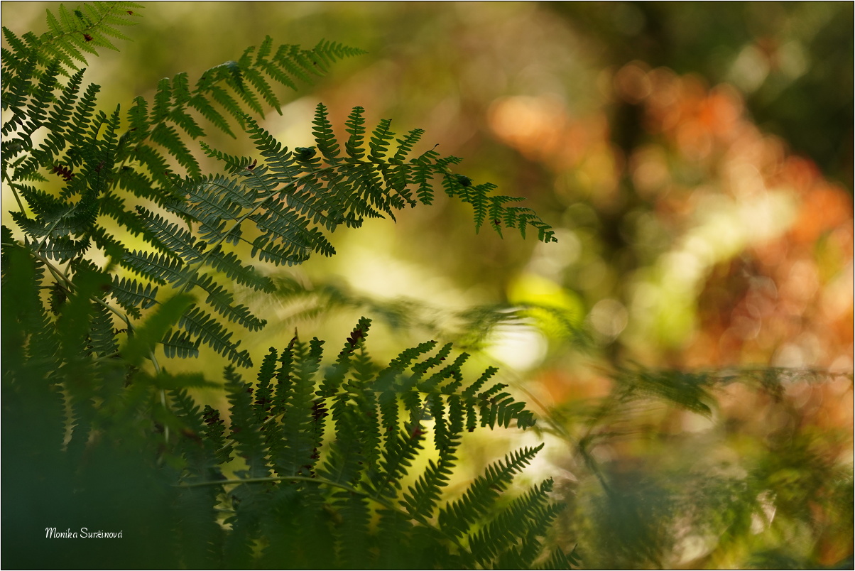 Kapradí - Foto Monika Suržinová 0525
