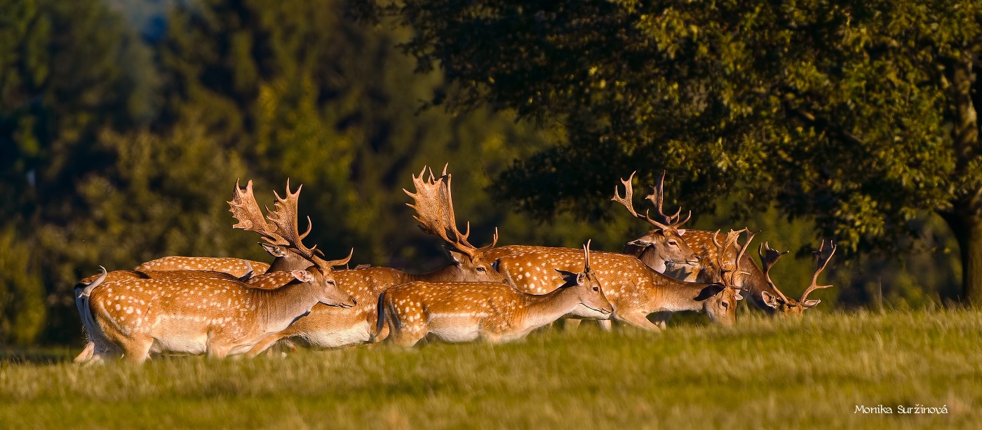 Daněk skvrnitý - Foto Monika Suržinová 0925 (2)