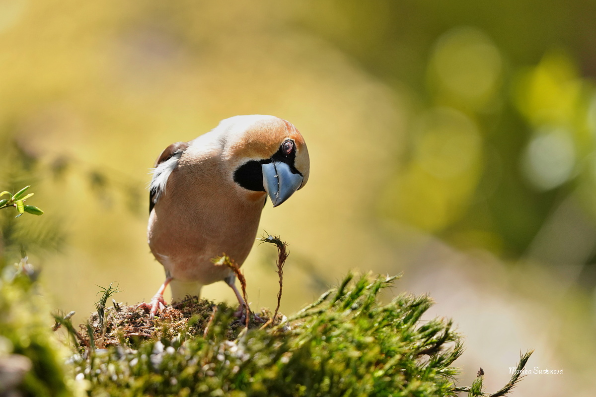 Hýl obecný - Foto Monika Suržinová 0325 (2)