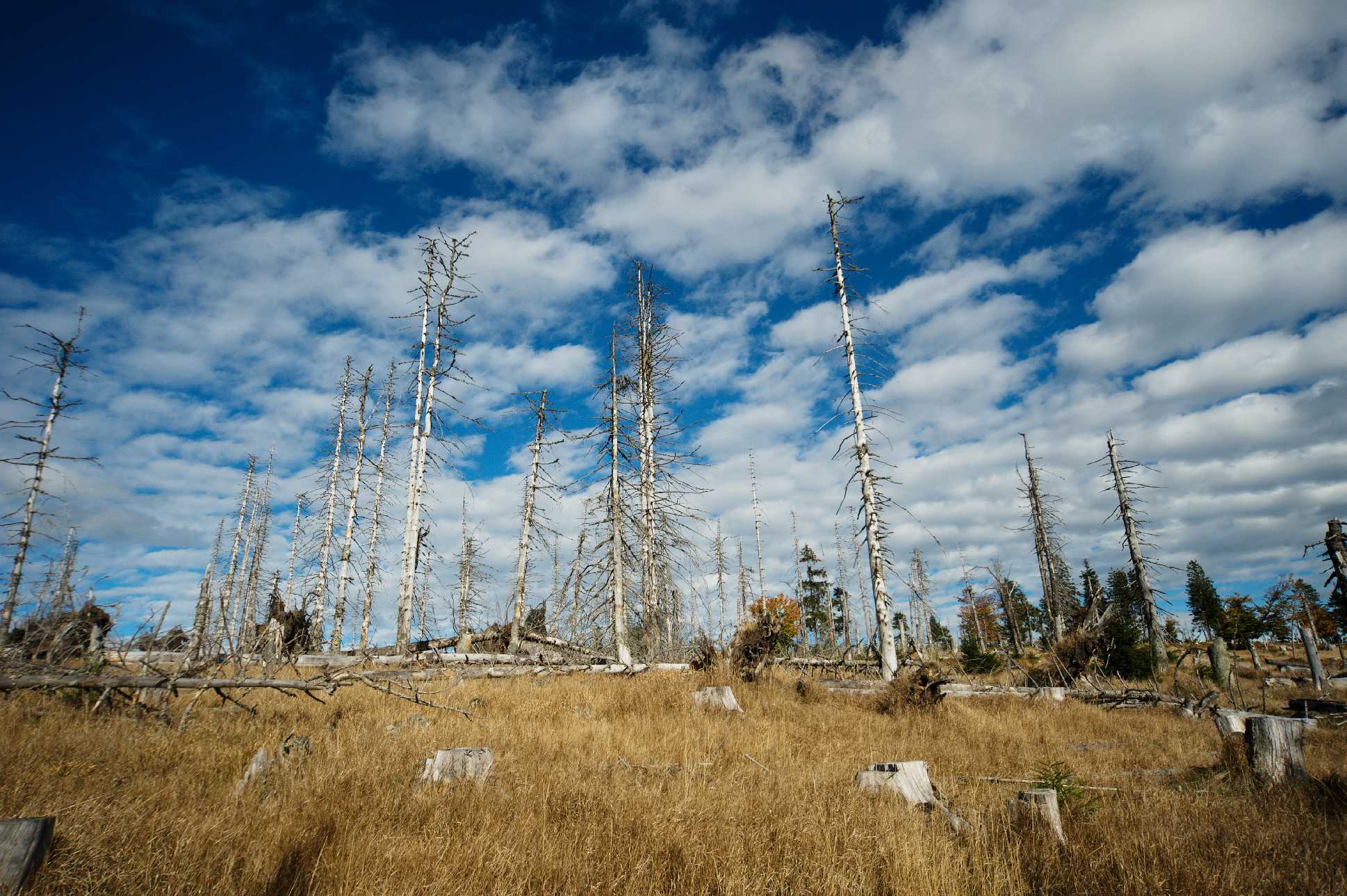Na Šumavě - Foto Tomáš Kunze 1123 (1)