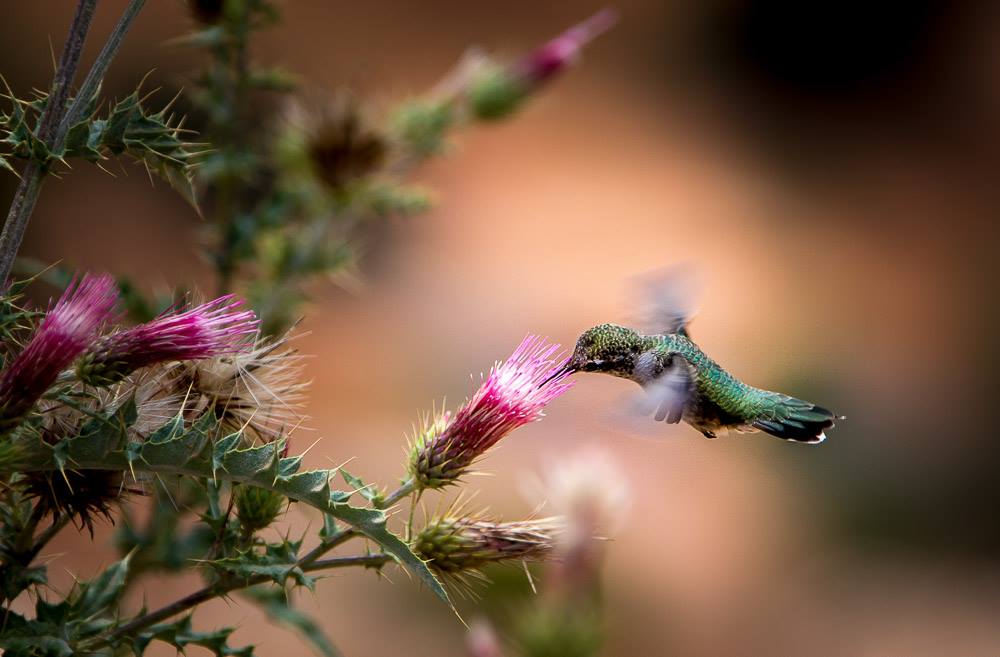 Kolibřík - Foto Ladislav Hanousek 0425