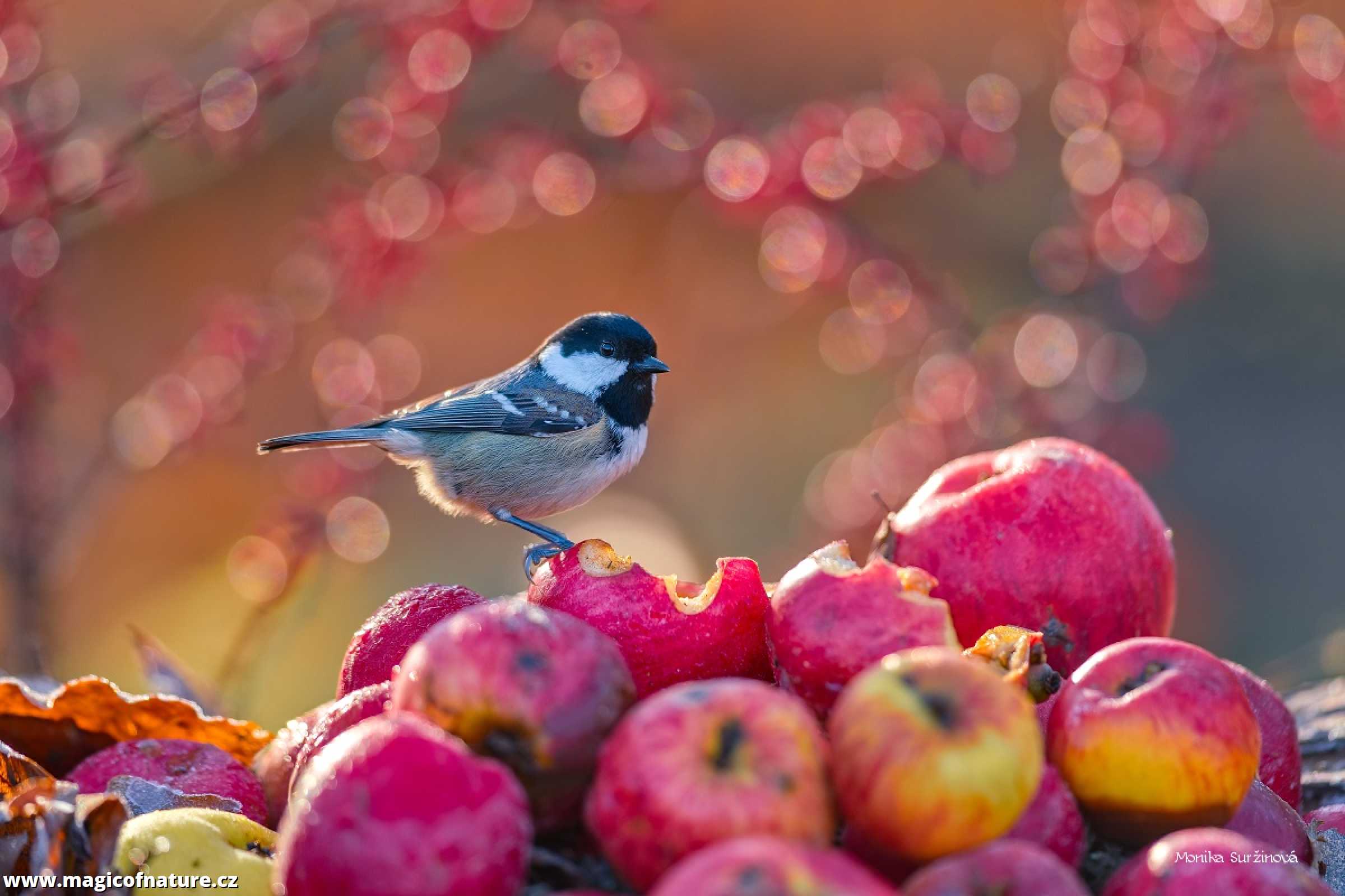 Podzimní záběry od krmítka - Foto Monika Suržinová 1225 (4)