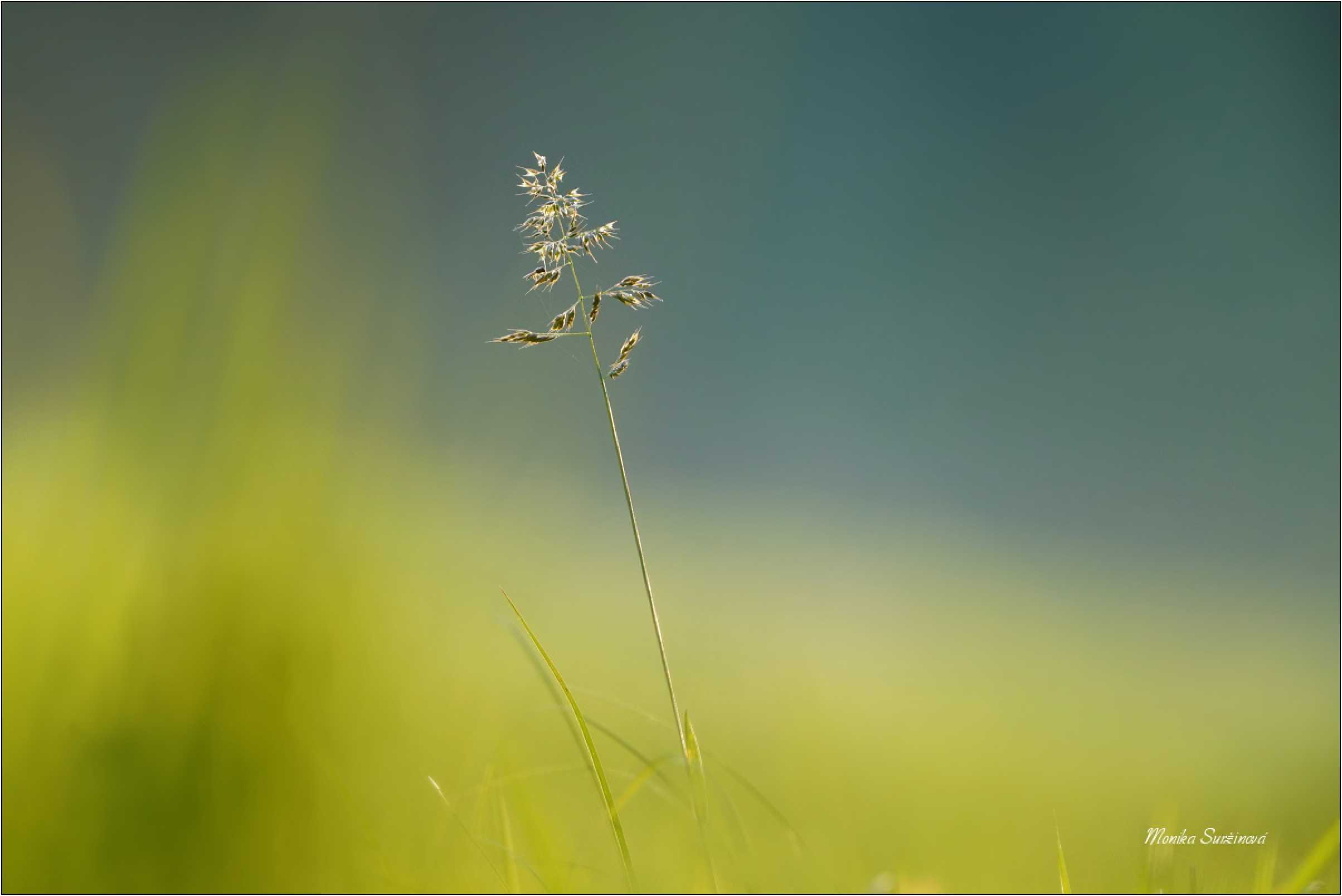 Tráva - Foto Monika Suržinová 0224 (1)