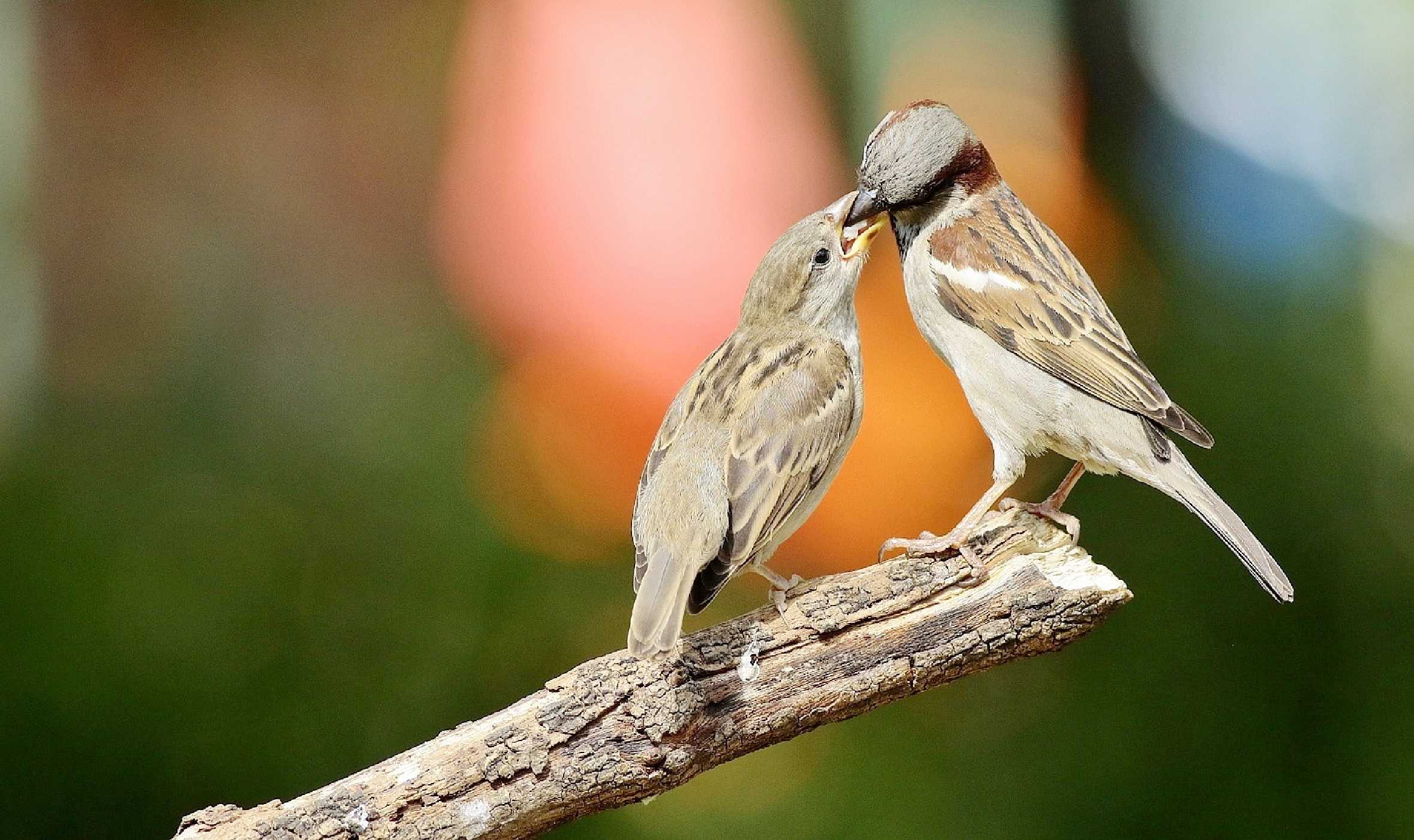 Krmení - Foto Pavel Balazka 0425