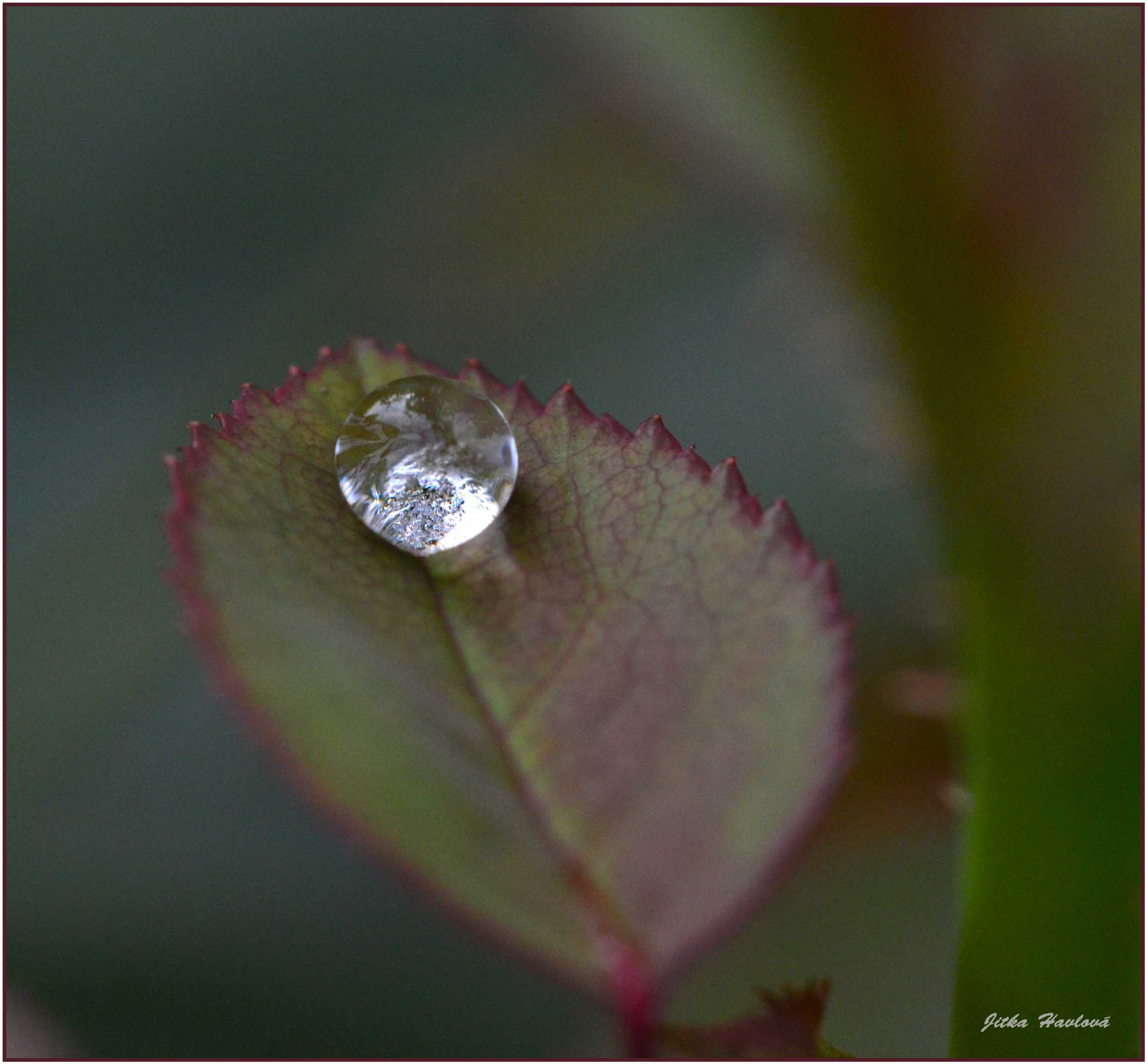 Dokonalá kapka - Foto Jitka Havlová 0322
