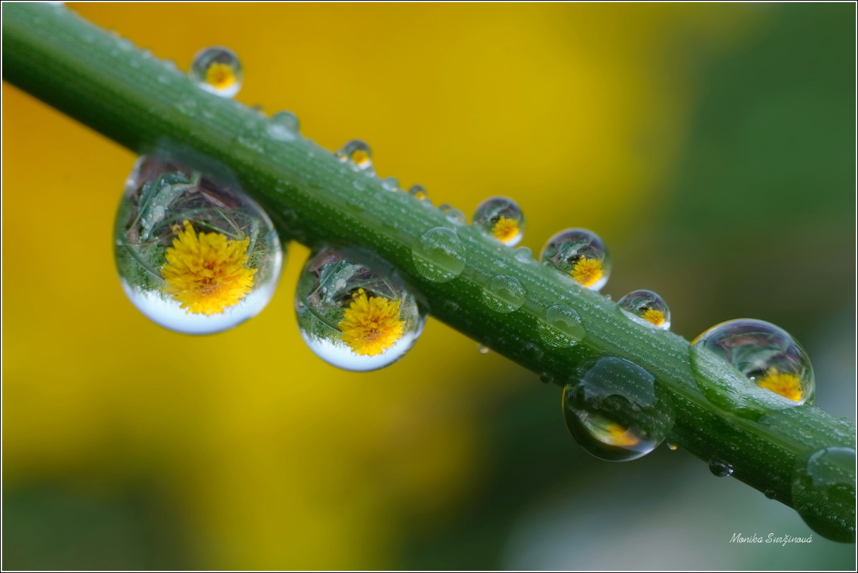 Kapičky - Foto Monika Suržinová 0425 (3)