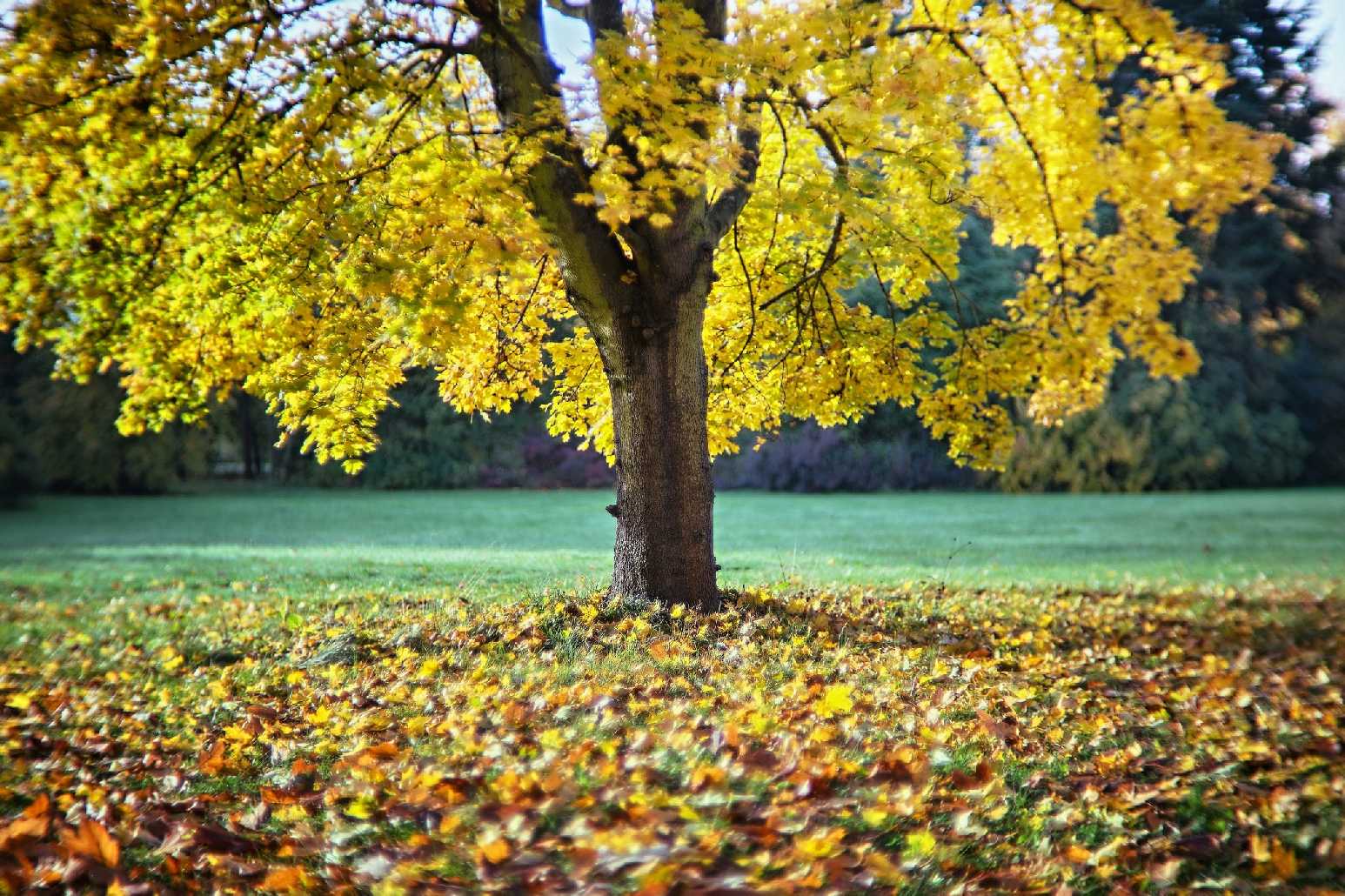 Podzim v zahradě - Foto Jana Ježková 1024 (2)
