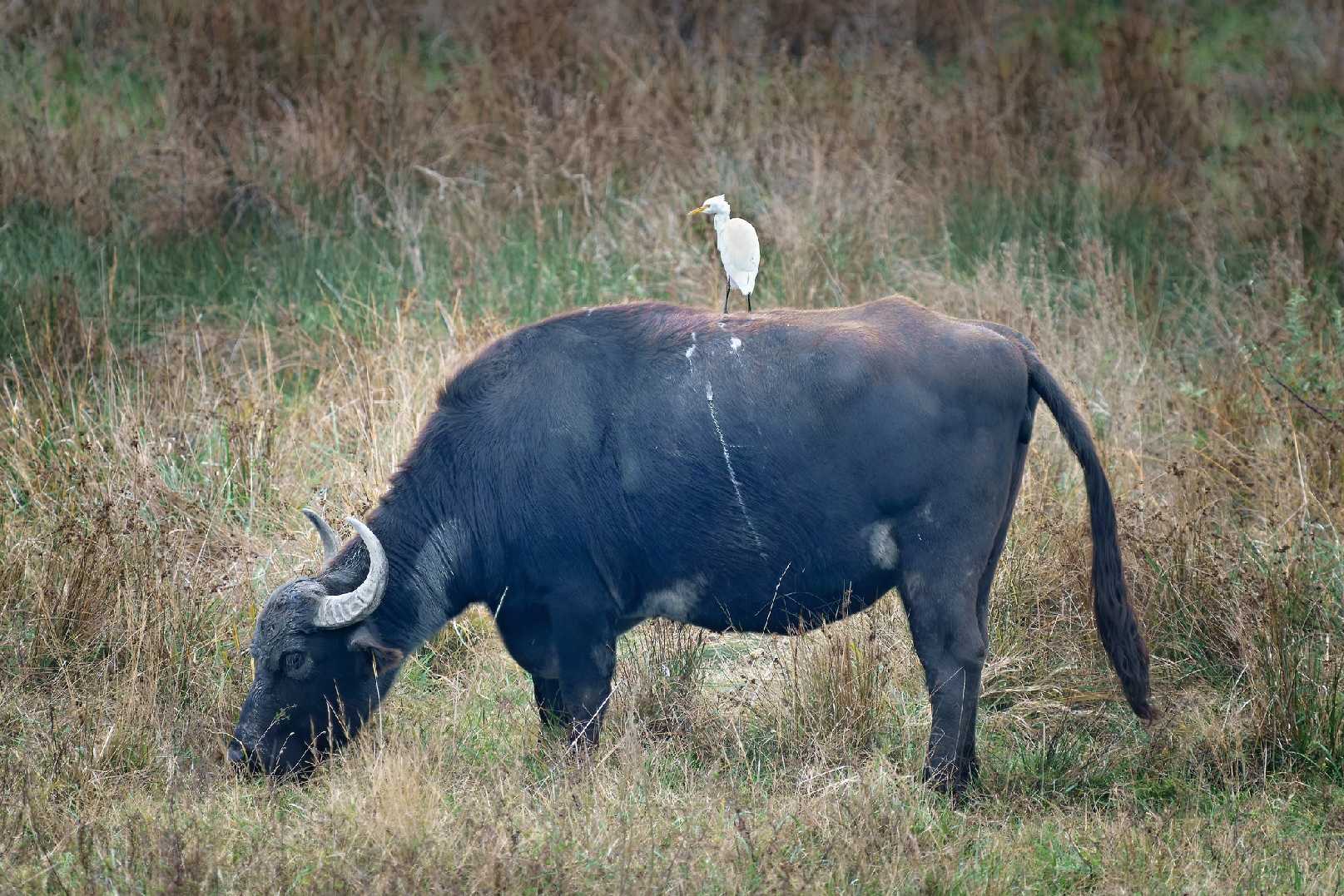 Volavka rusohlavá - Foto Jana Ježková 1024 (1)