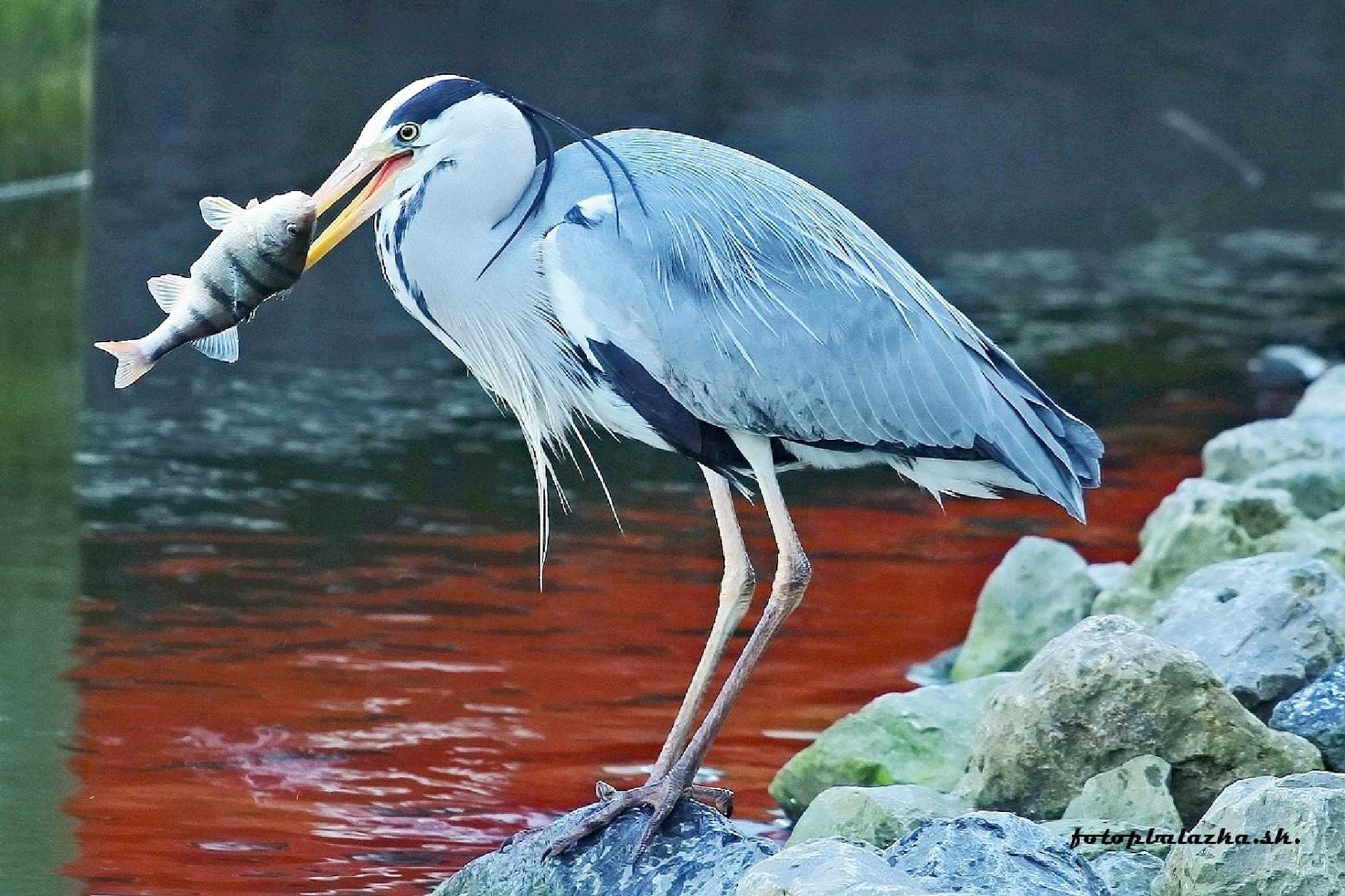Volavka s úlovkem - Foto Pavel Balazka 0325
