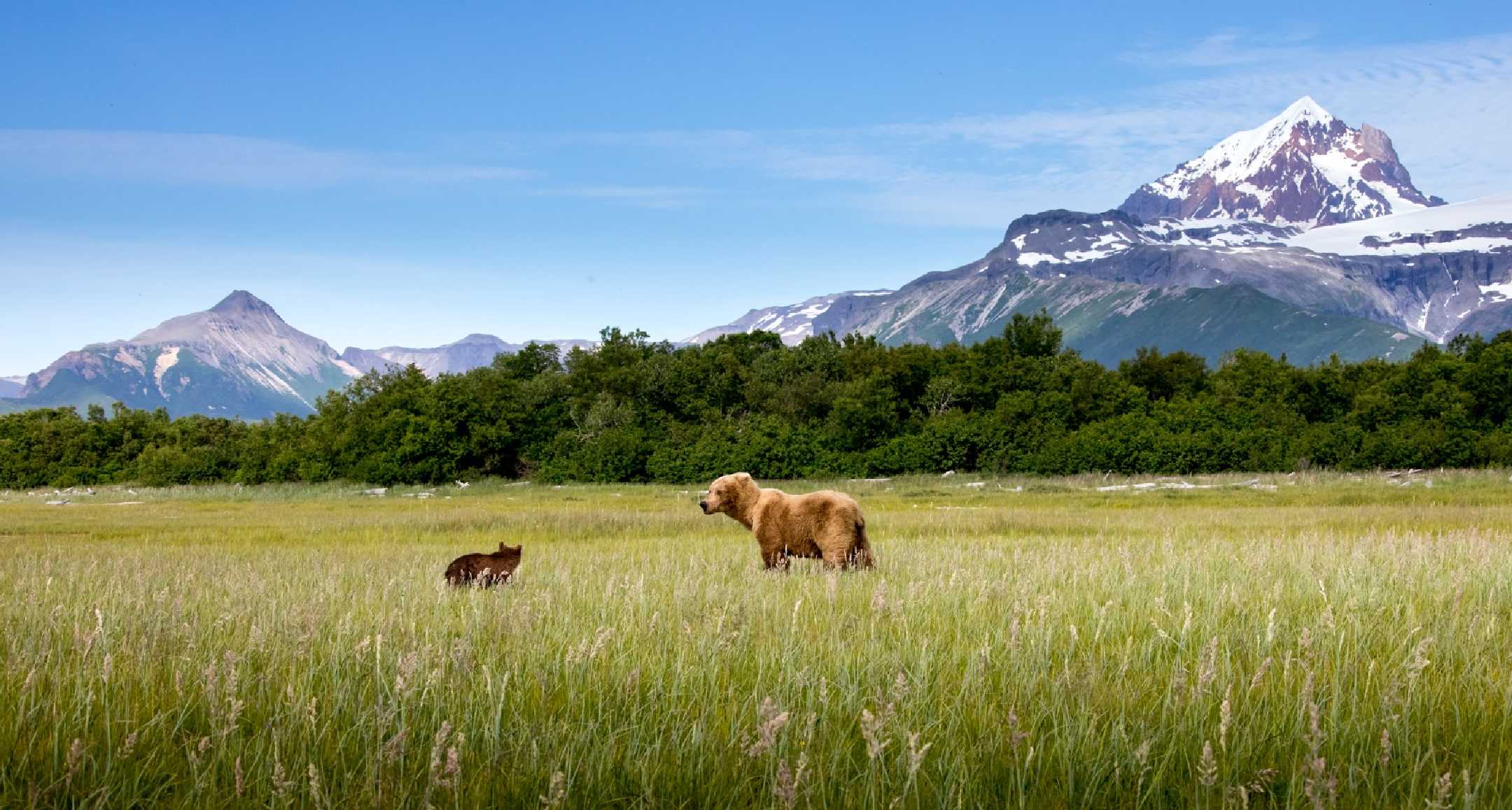 Aljašští grizzlyové - Foto Ladislav Hanousek 0925 (3)