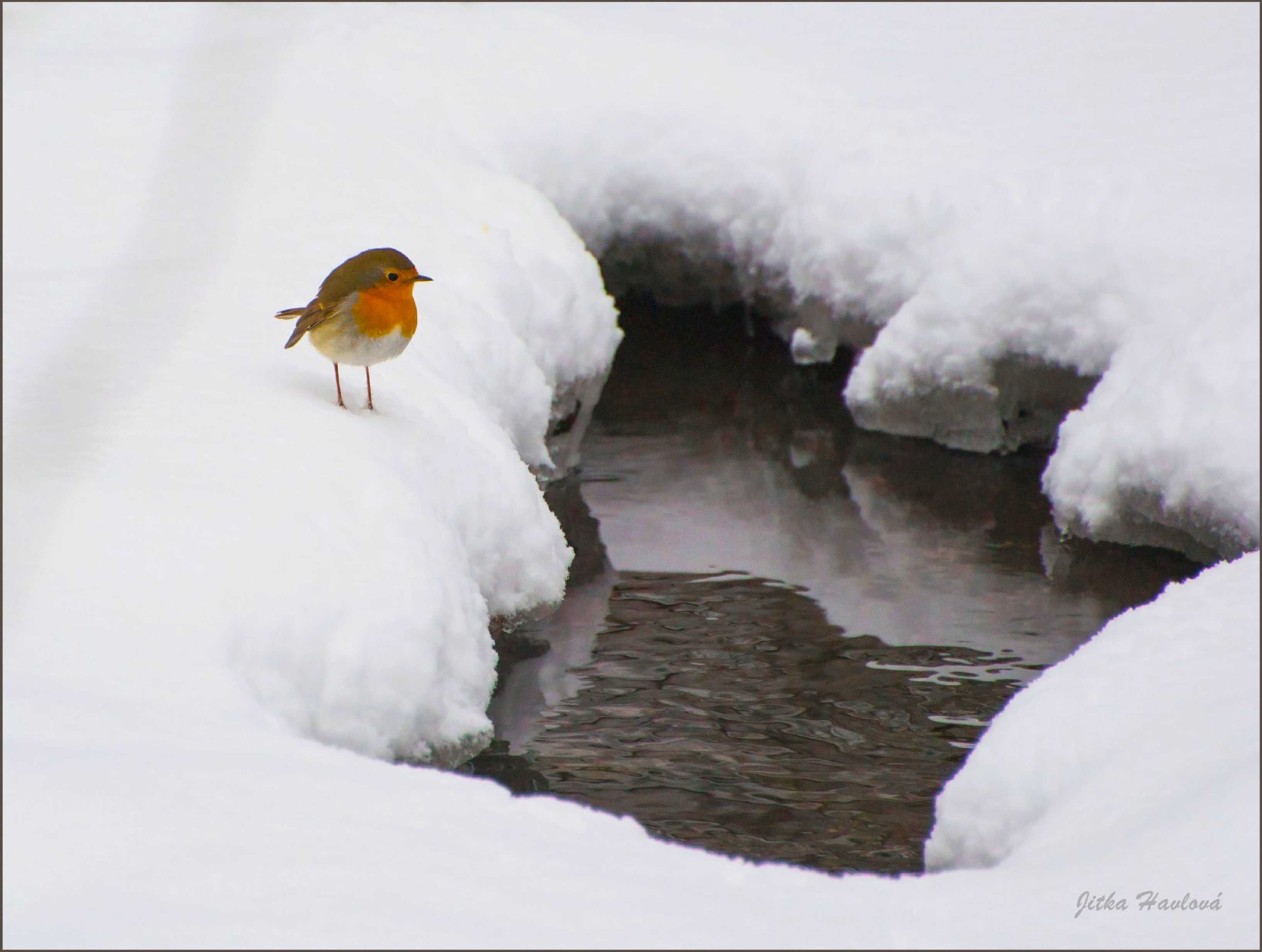 Červenka na sněhu - Foto Jitka Havlová 0525