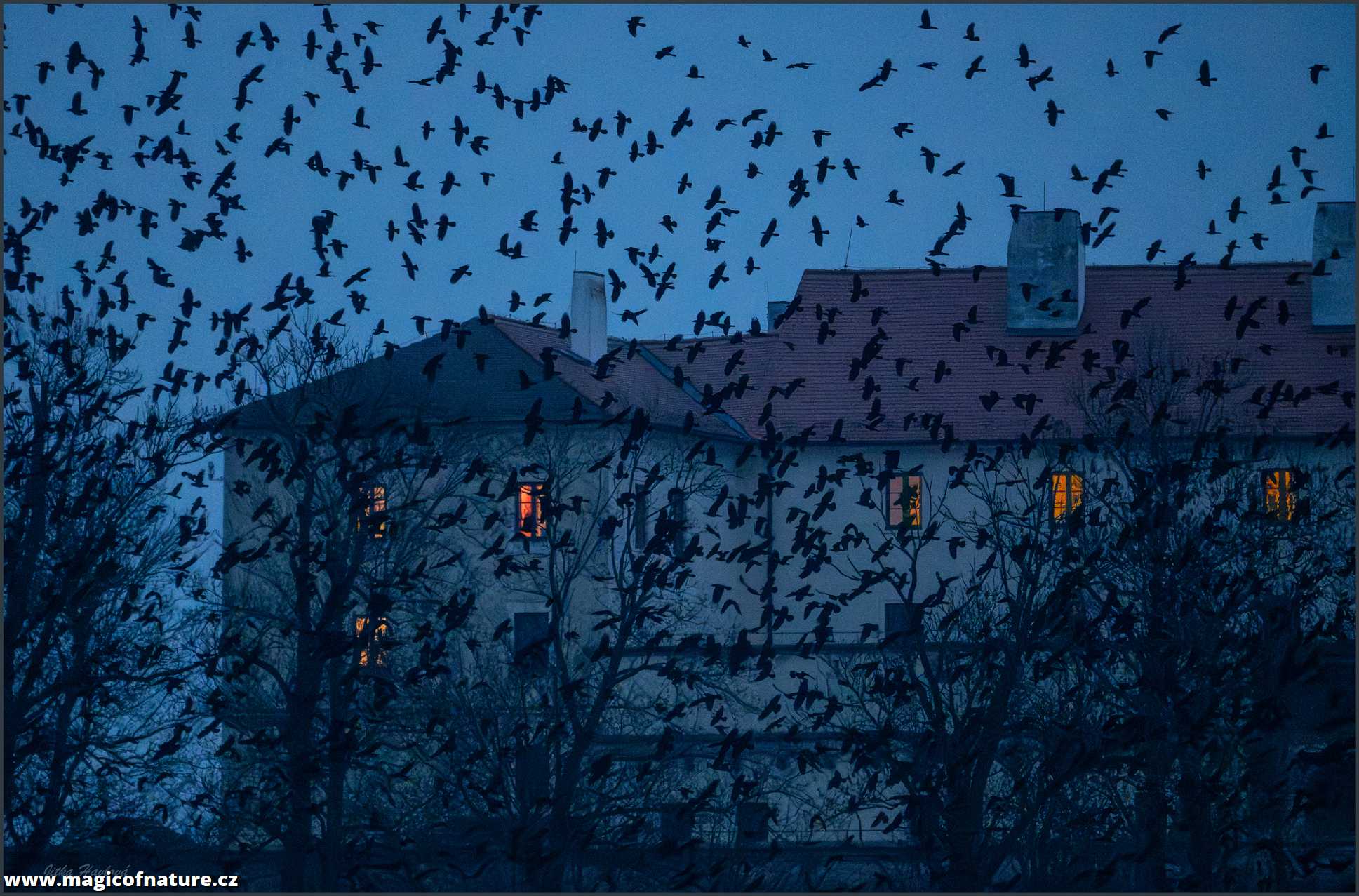 Hejna havranů - Foto Jitka Havlová 0226 (2)