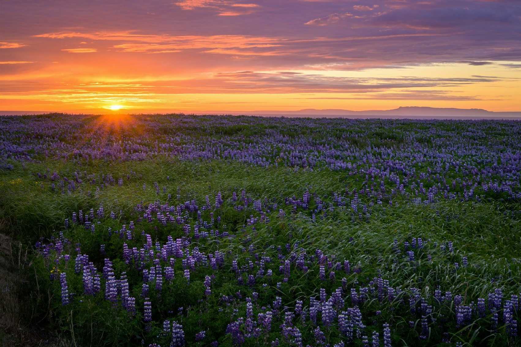 Islandské lupiny - Foto Petr Kovář 0925