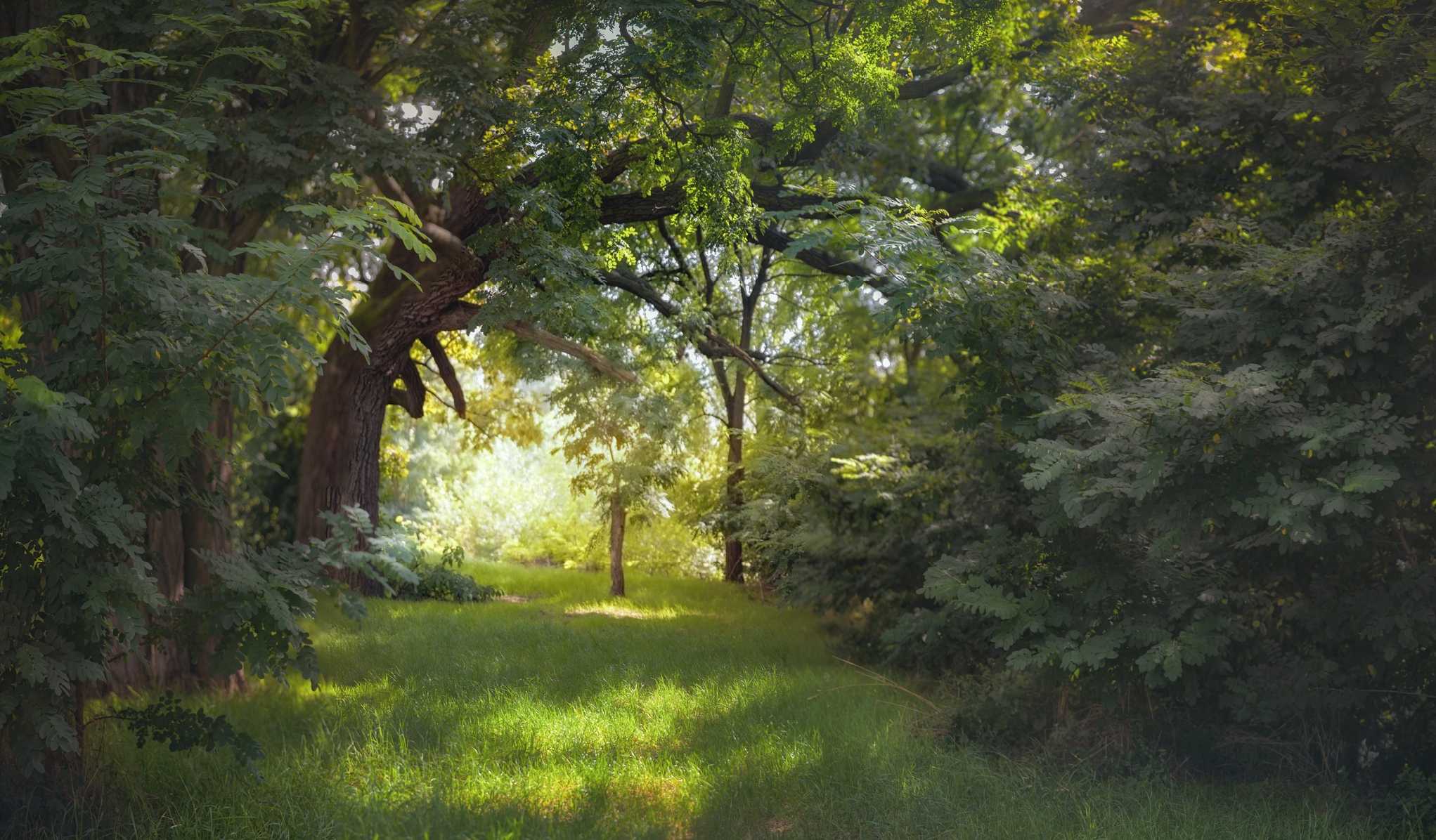 Je tam brána zelená - Foto Jana Vondráčková 0724