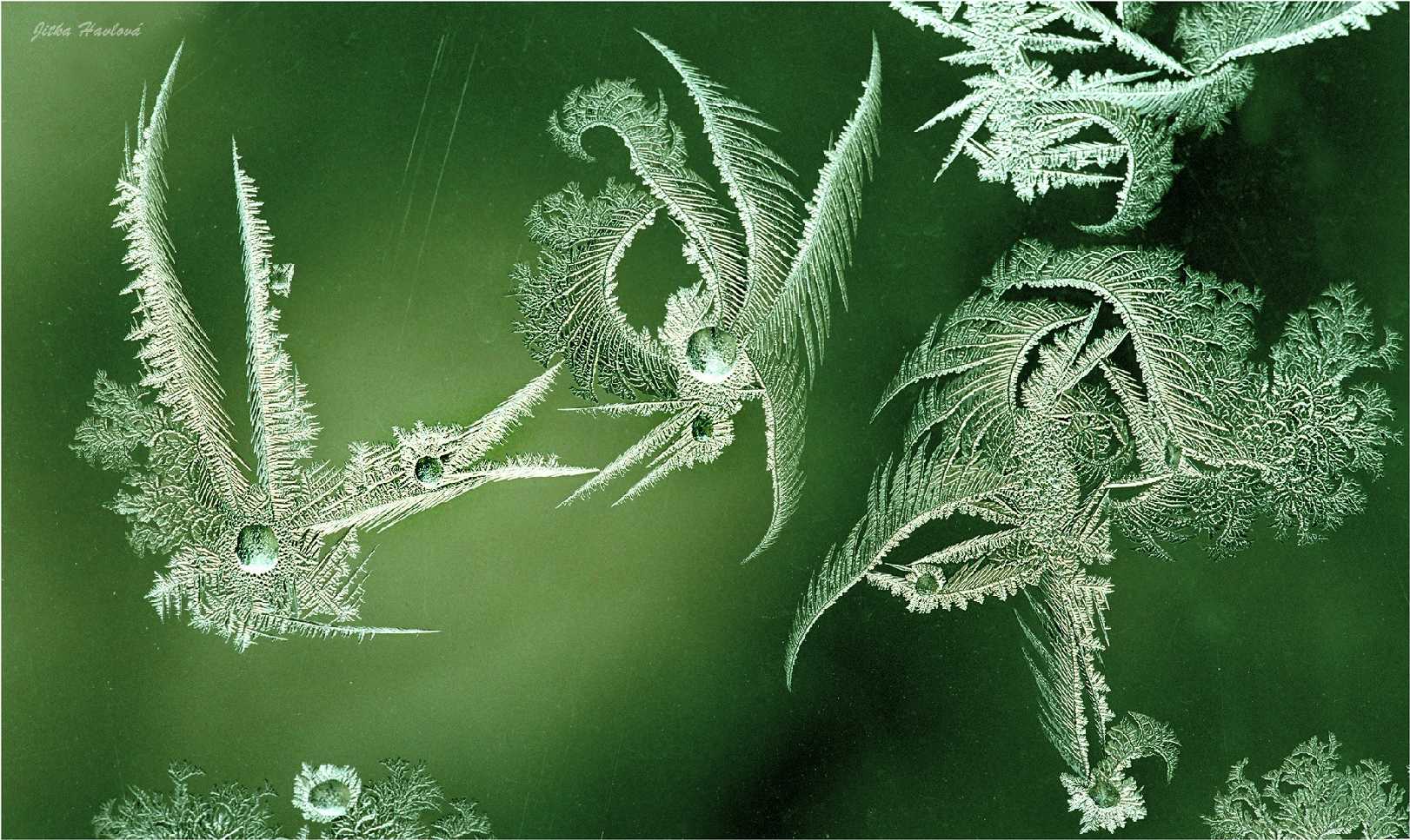 Když maluje mráz - Foto Jitka Havlová 0925