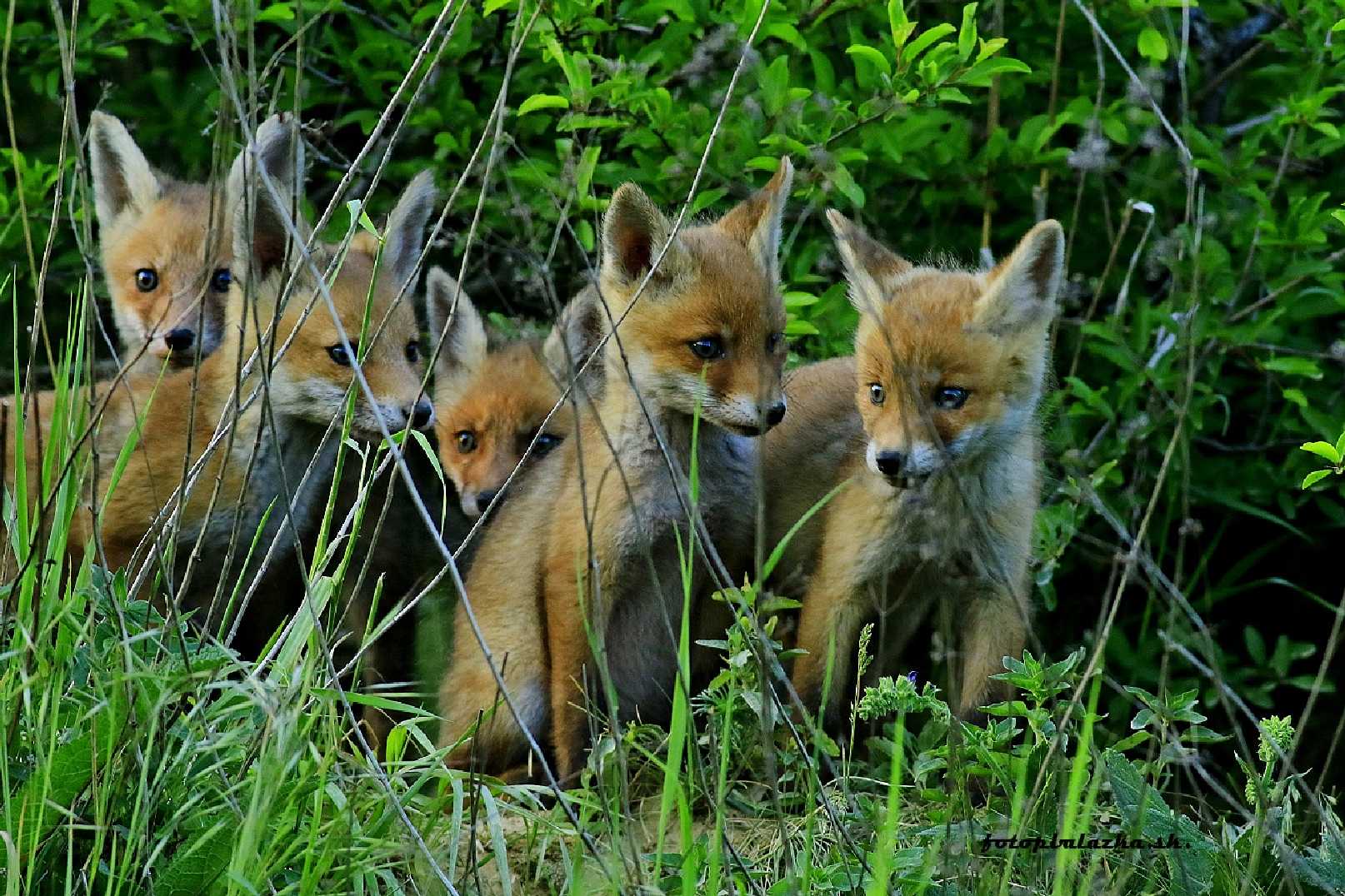 Liščí školka - Foto Pavel Balazka 0525