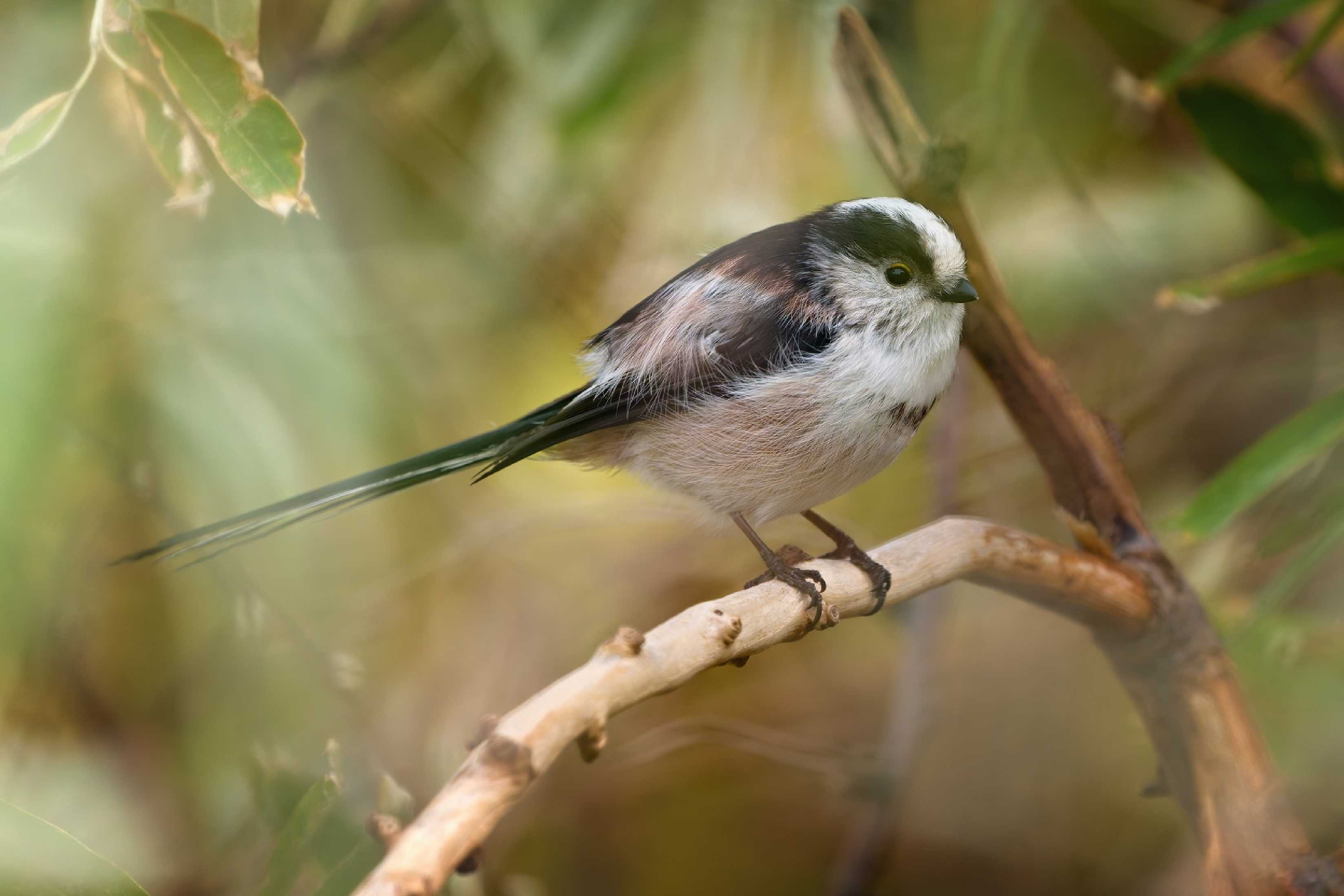 Mlynařík dlouhoocasý - Foto Jana Ježková 1024 (1)