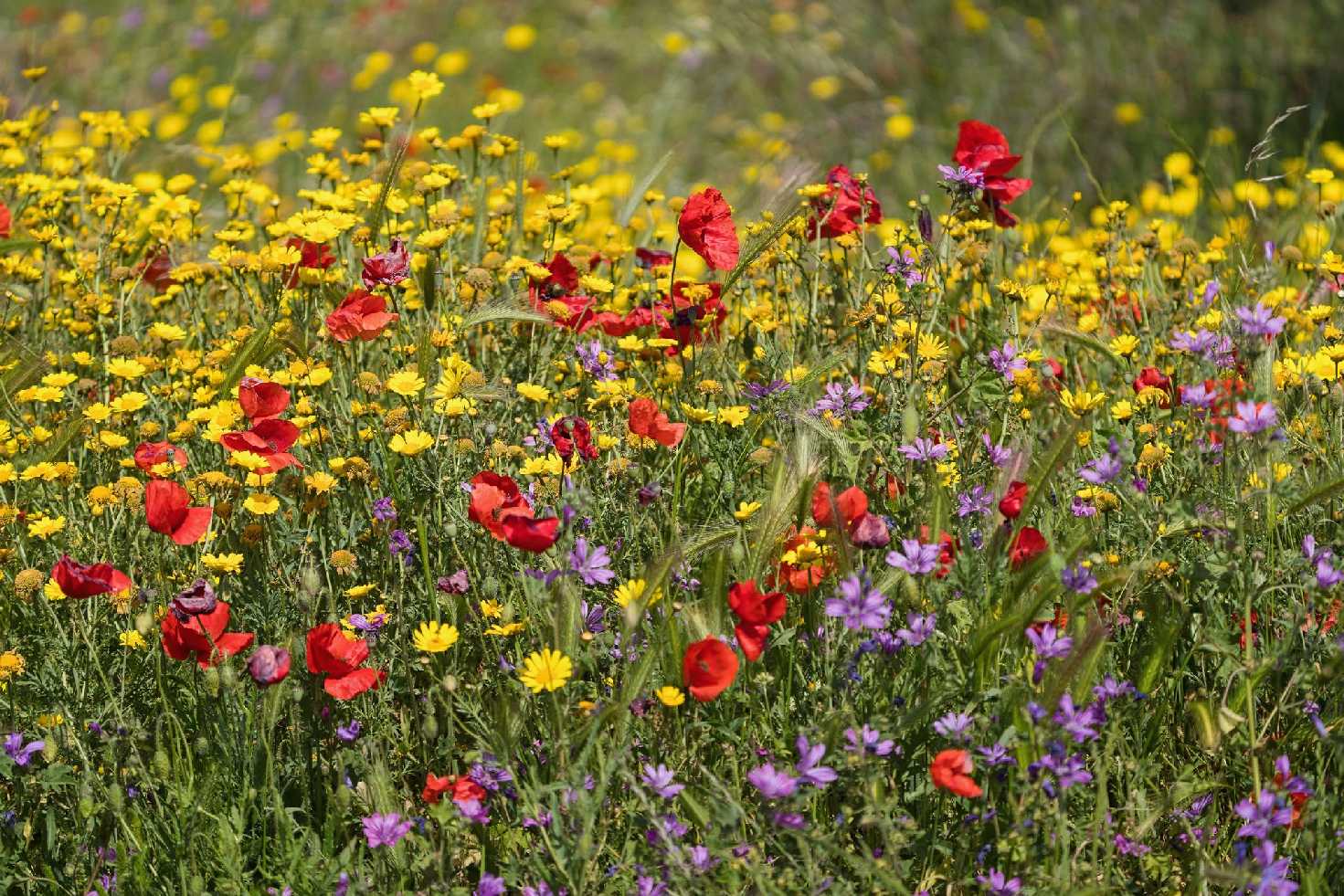 Olivový háj poblíž městečka Zapponeta - Foto Jana Ježková 0425 (3)