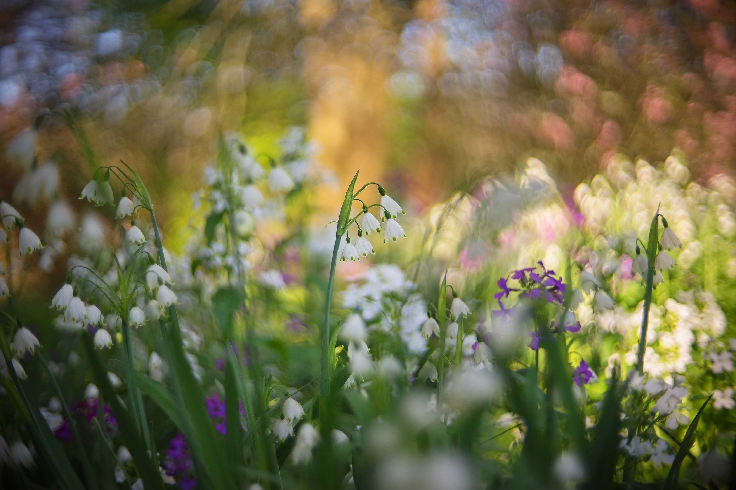 Romantika - Foto Jana Ježková 0425