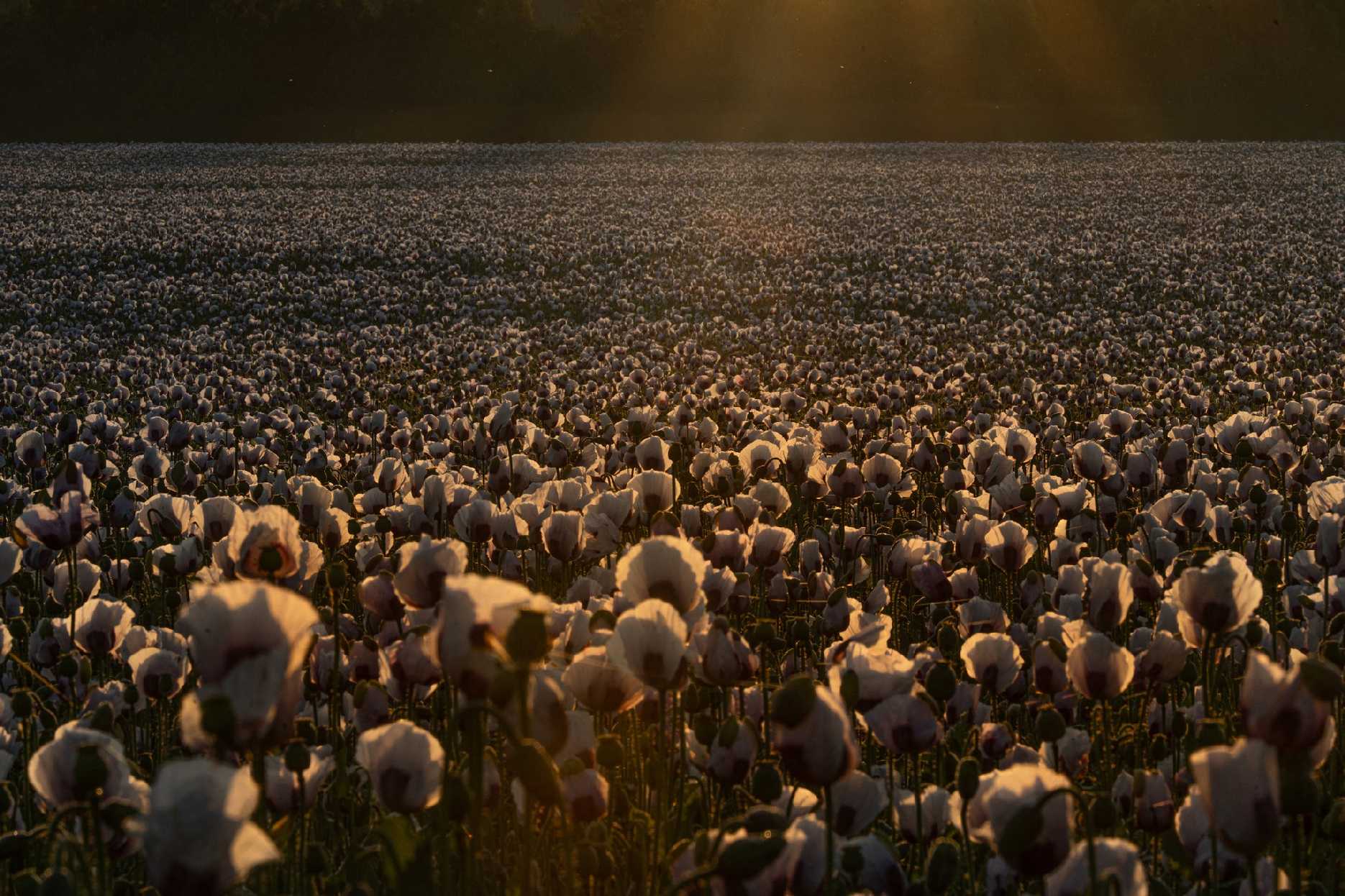 Svítání v makovém poli - Foto Petr Germanič 0625 (3)