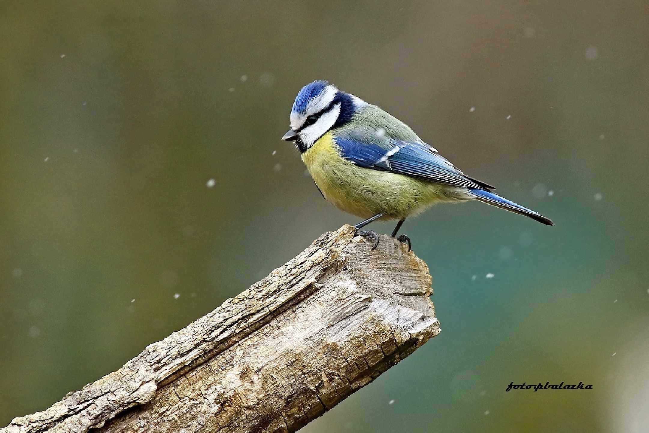 Sýkorka a vločky - Foto Pavel Balazka 1224