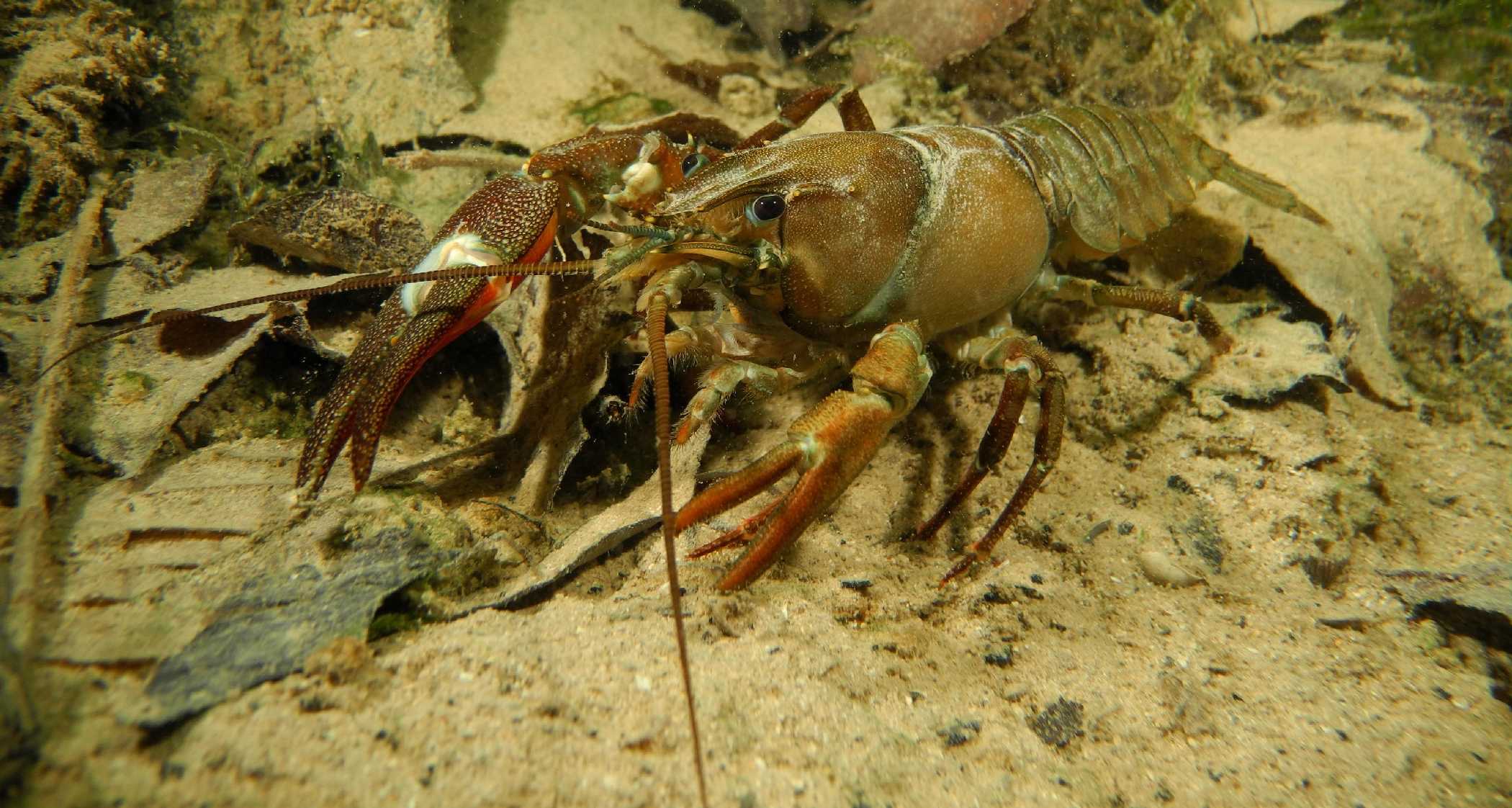 V království raků - Foto Tomáš Kunze 0925 (6)