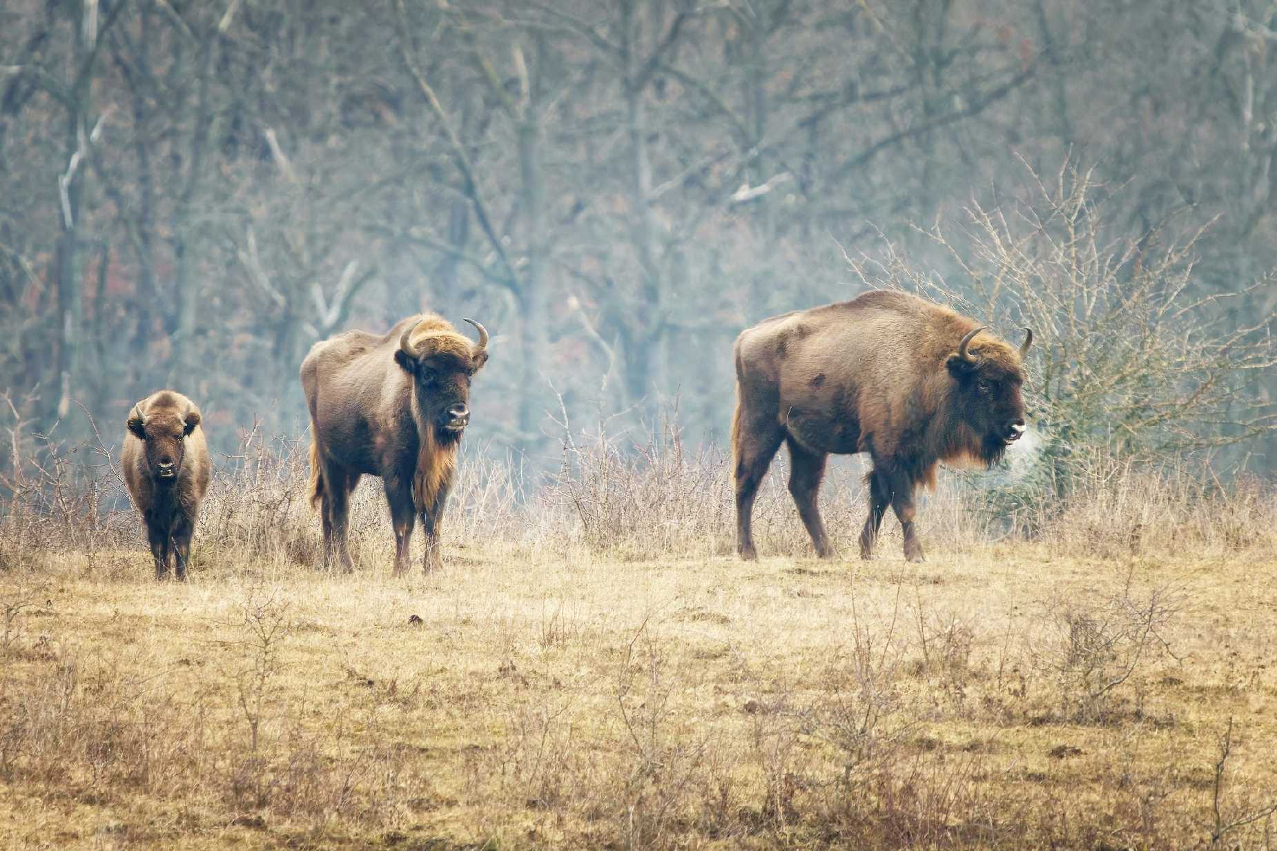 Výprava za zubry - Foto Jana Ježková 0225 (1)