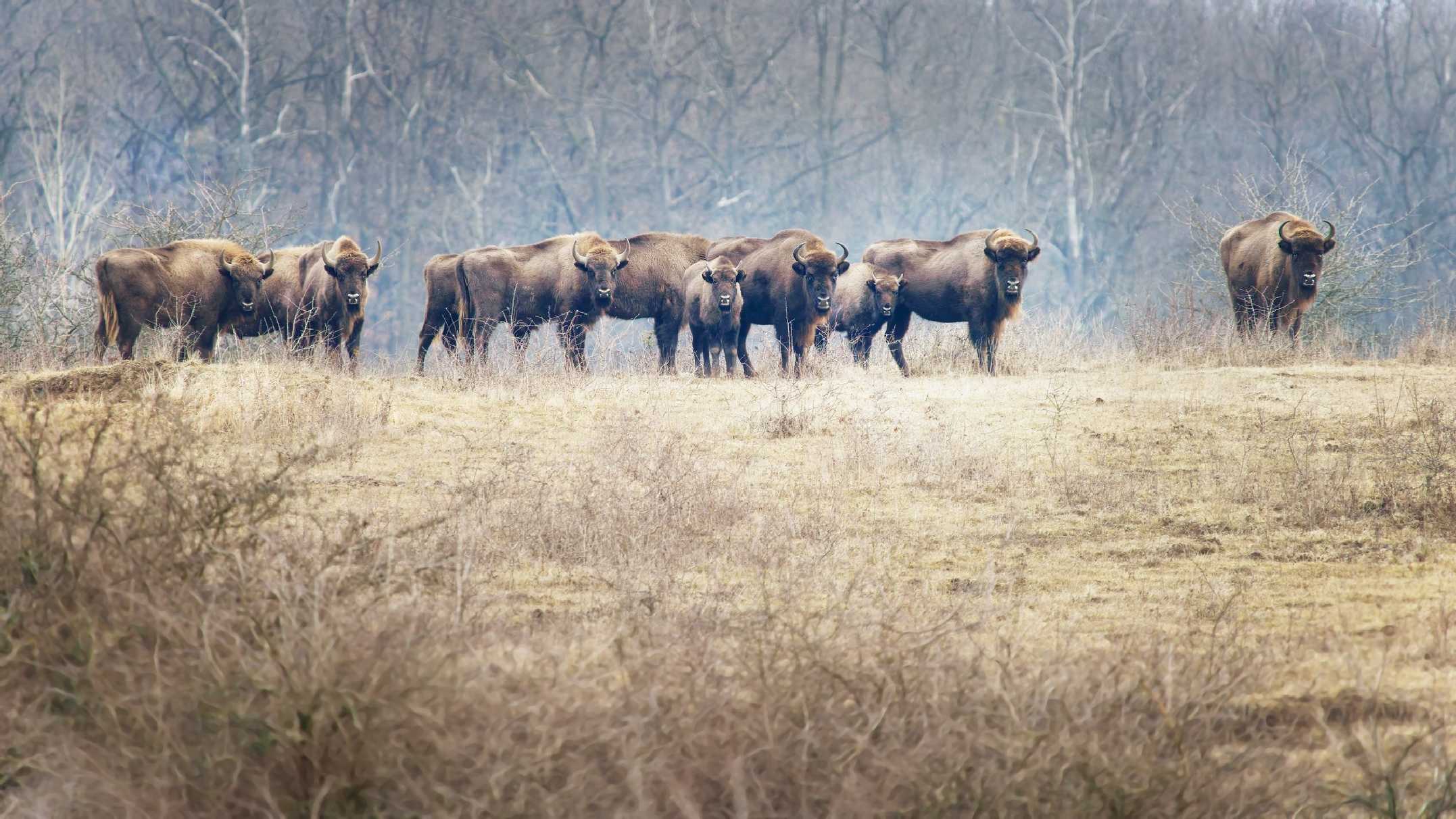 Výprava za zubry - Foto Jana Ježková 0225 (2)