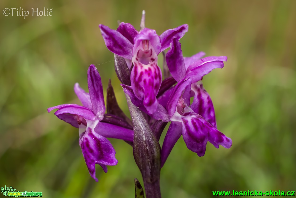 Prstnatec laponský - Dactylorhiza lapponica - Foto Filip Holič