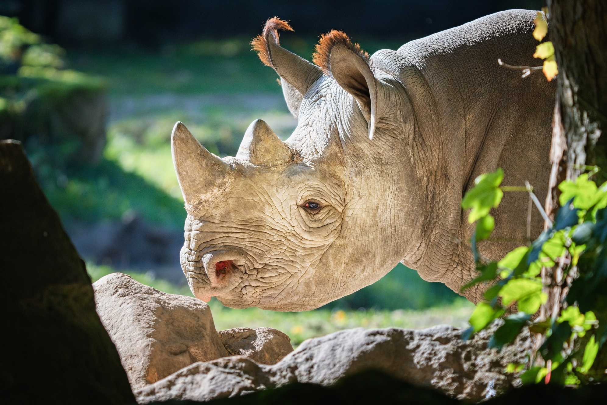 Zoo Dvůr Králové - Foto Jana Ježková 1024 (2)