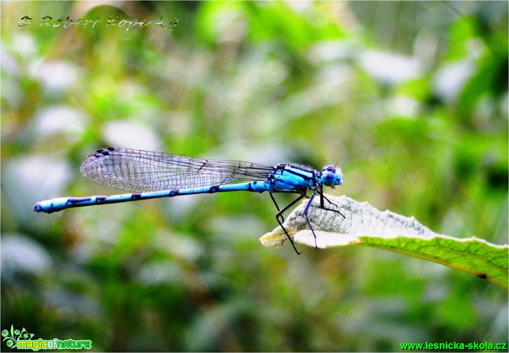 Šidélko páskované - Coenagrion puella - Foto Robert Kopecký