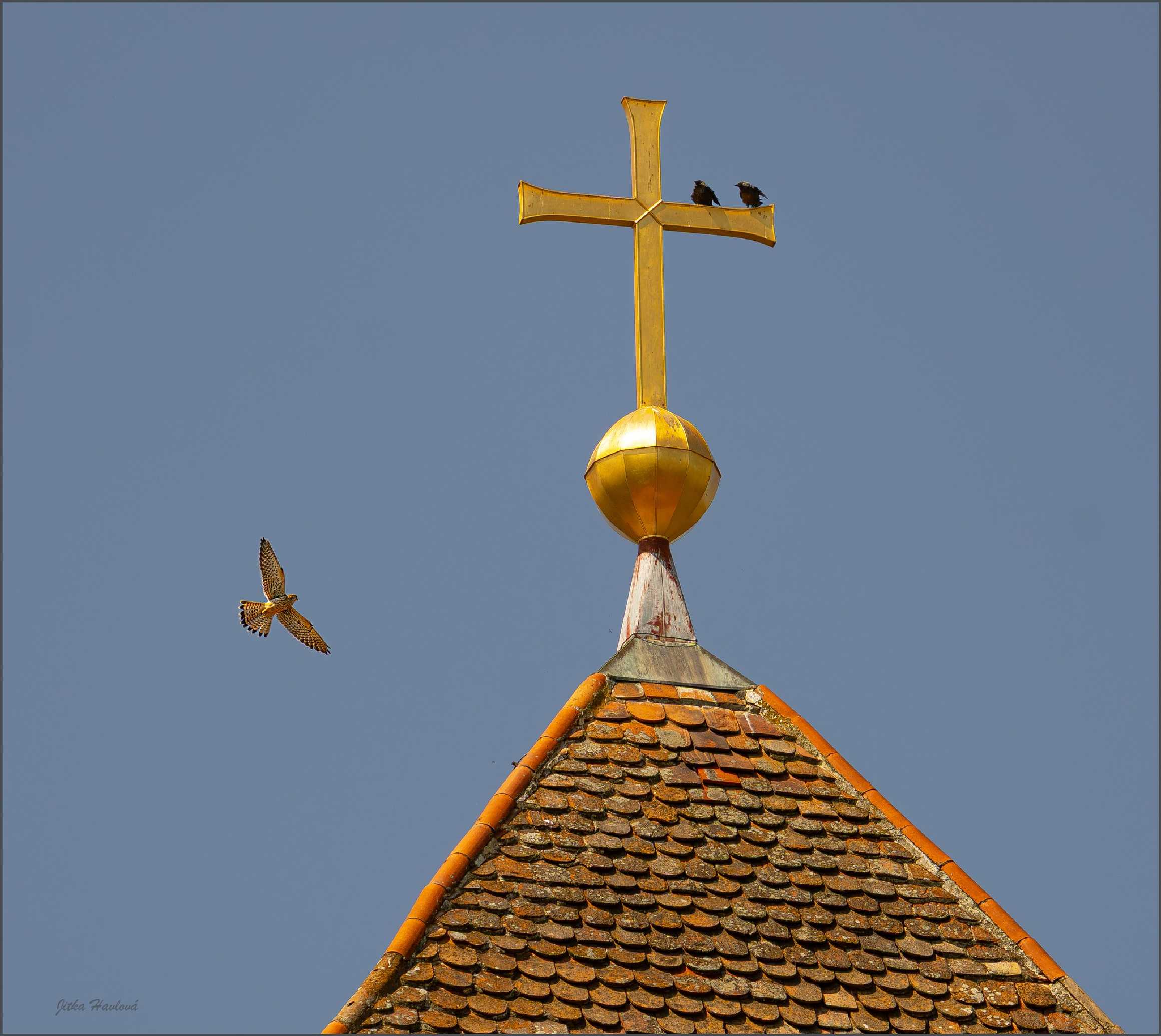 Poštolka - Foto Jitka Havlová 0825 (3)