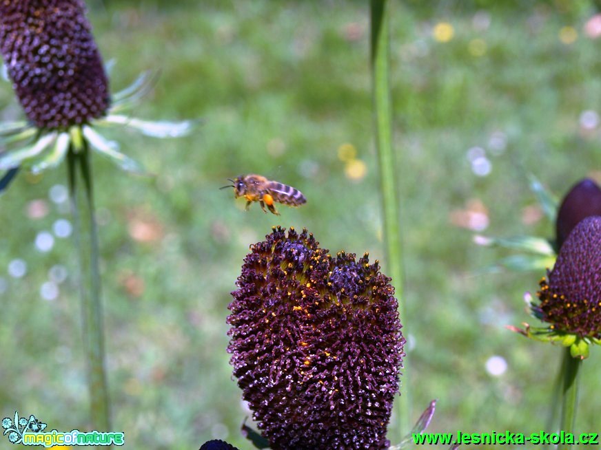 Třapatka západní - Rudbeckia occidentalis ´Green wizard´ - Foto David Hlinka (2)