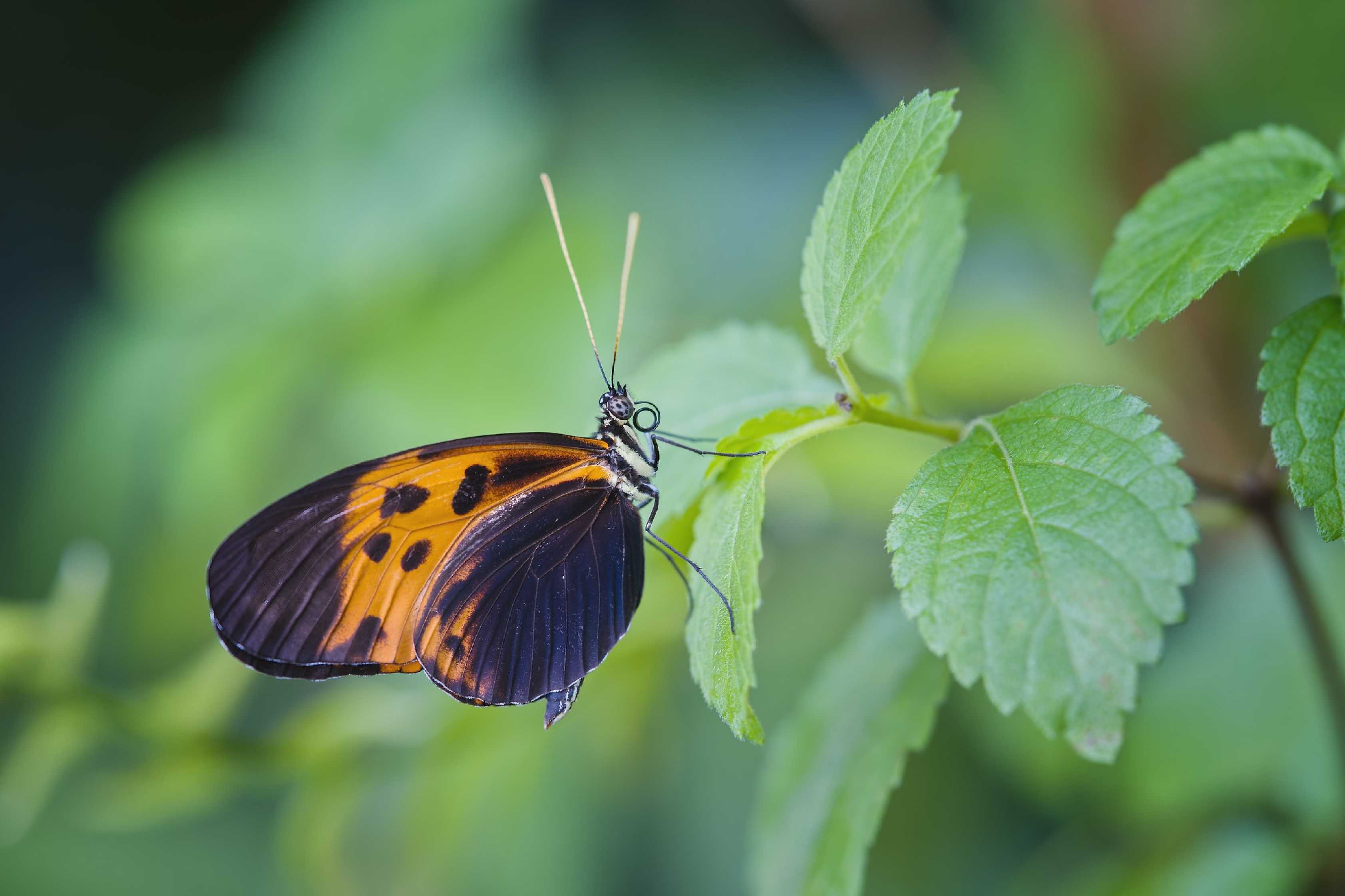 Motýli z pražské botanické zahrady - Foto Jitka Ježková 0425 (7)