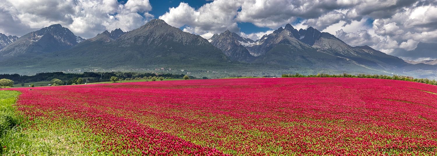 Jetelová krása - Foto Jozef Pitoňák 0626 (6)
