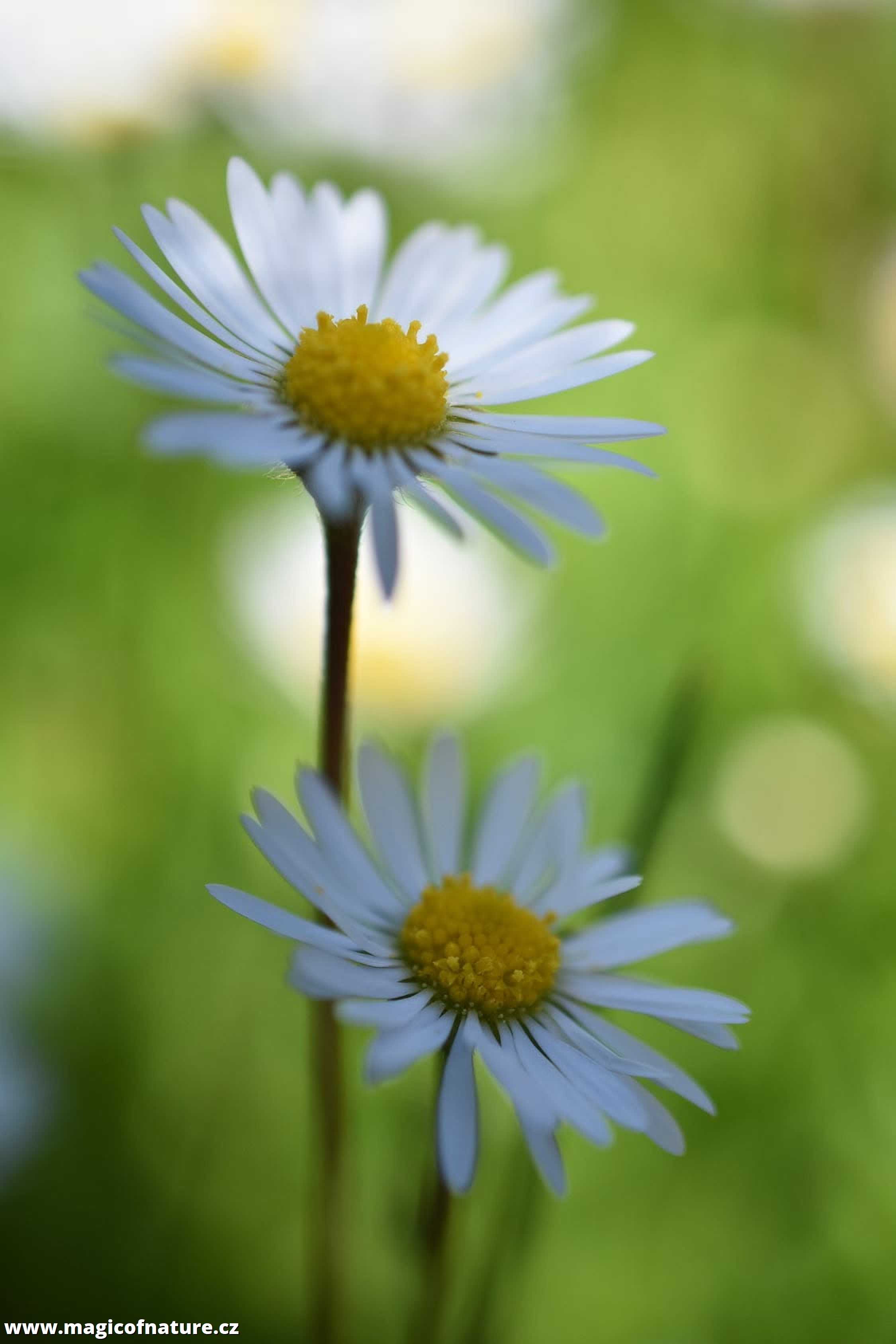Křehká krása květů - Foto Marie Vykydalová 0526 (4)