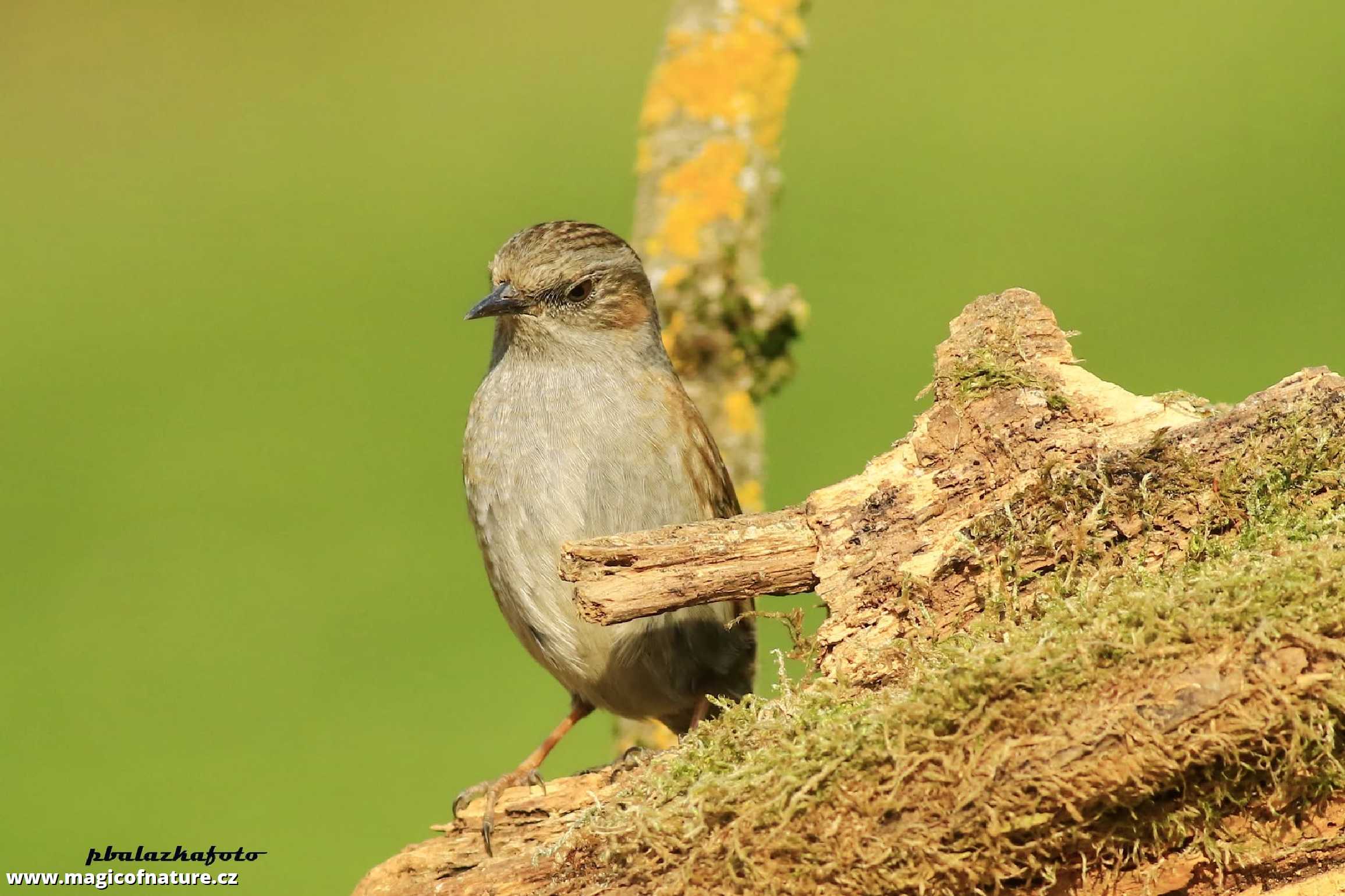 Pěvuška modrá - Prunella modularis - Foto Pavel Balazka 0326 (1)