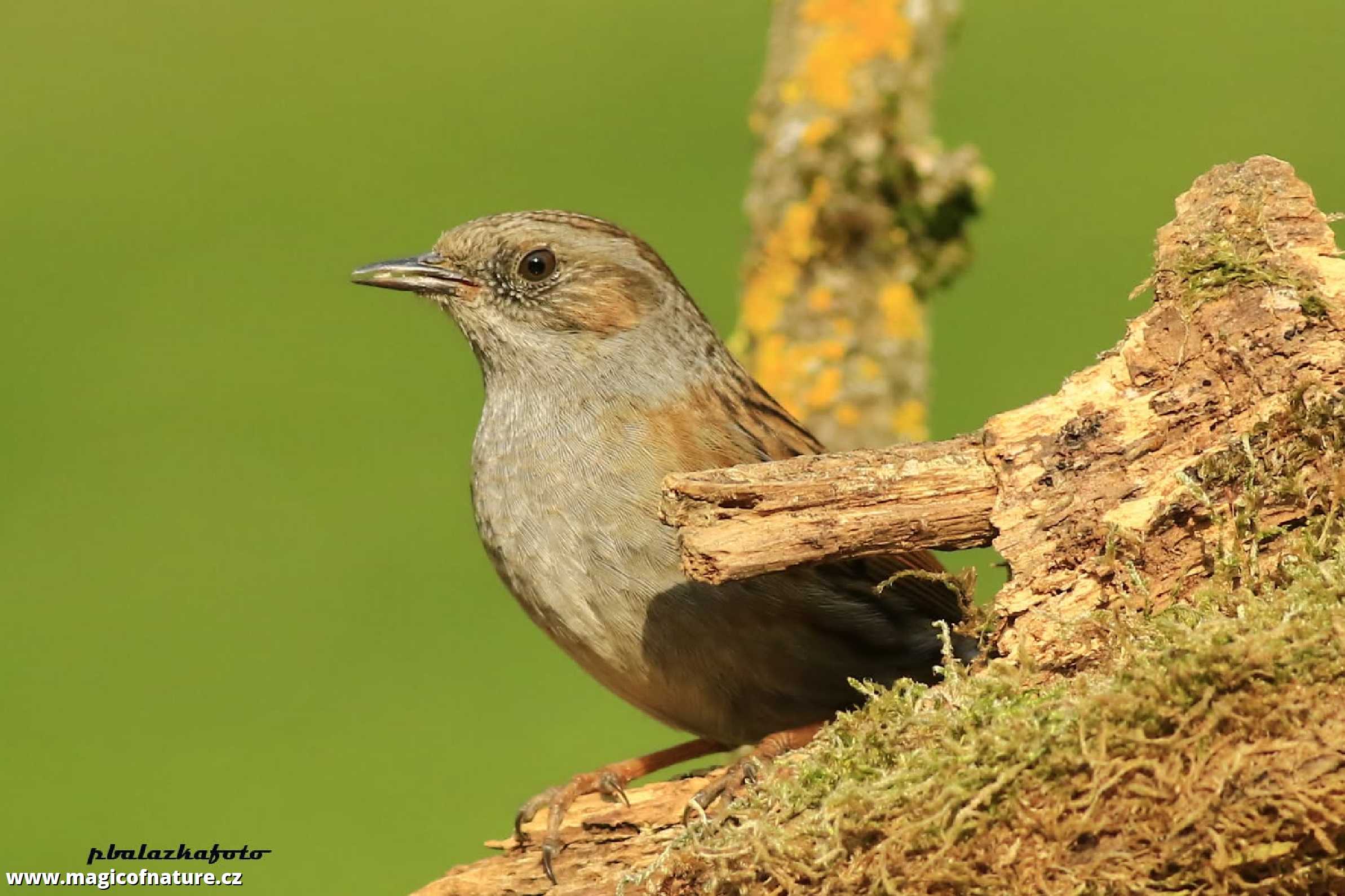 Pěvuška modrá - Prunella modularis - Foto Pavel Balazka 0326 (2)