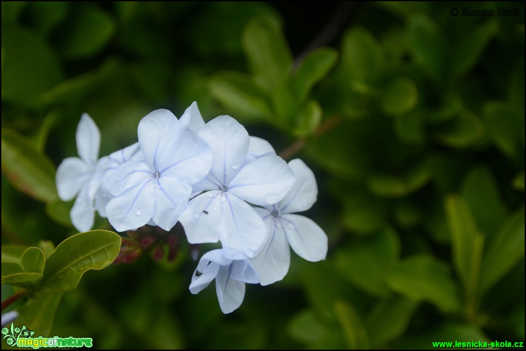 Madeira - Foto Roman Brož (3)