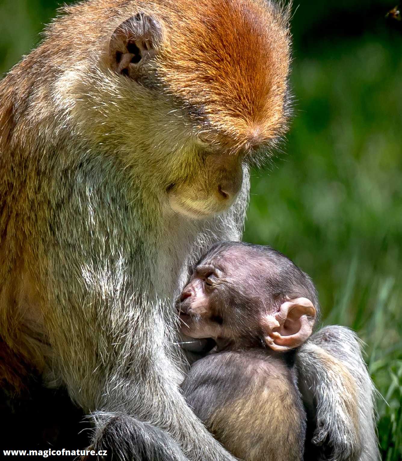 Kočkodaní maminka - Foto Ladislav Hanousek 0626