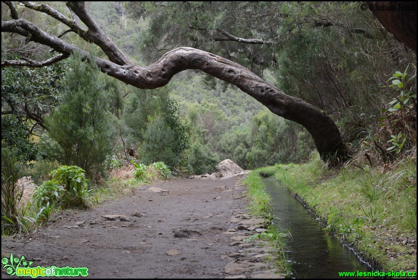 Madeira - Levada cestou na 25 Fontes - Foto Roman Brož (26)