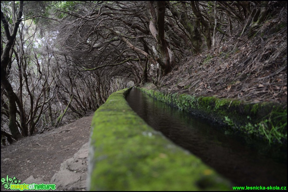 Madeira - Levada cestou na 25 Fontes - Foto Roman Brož (28)